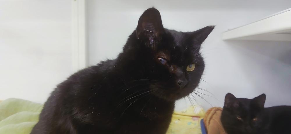 Enlarge Laveau, a Adoptable Domestic Short Hair in Salmon, ID image 3/3