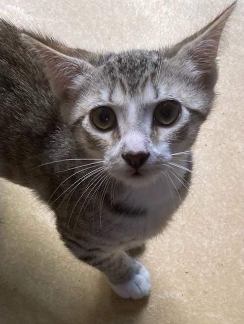 Enlarge Bahamas26, a Adoptable mixed breed in Youngsville, NC image 1/2