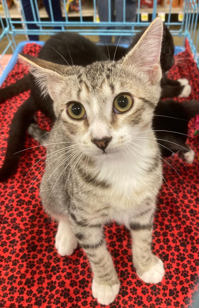Enlarge Bahamas26, a Adoptable mixed breed in Youngsville, NC image 2/2