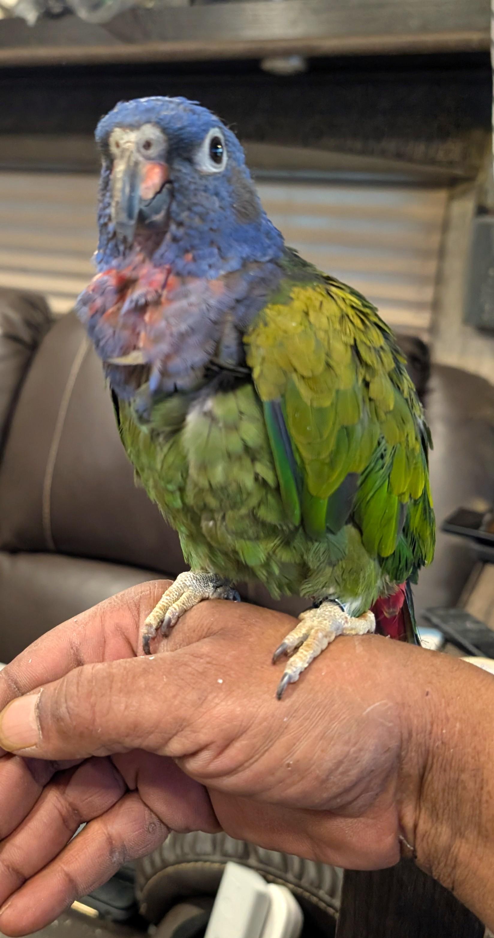 Piona The Blue Crowned Pionus Prefers Men, a Adopted Pionus in Vancouver, WA image 4/5