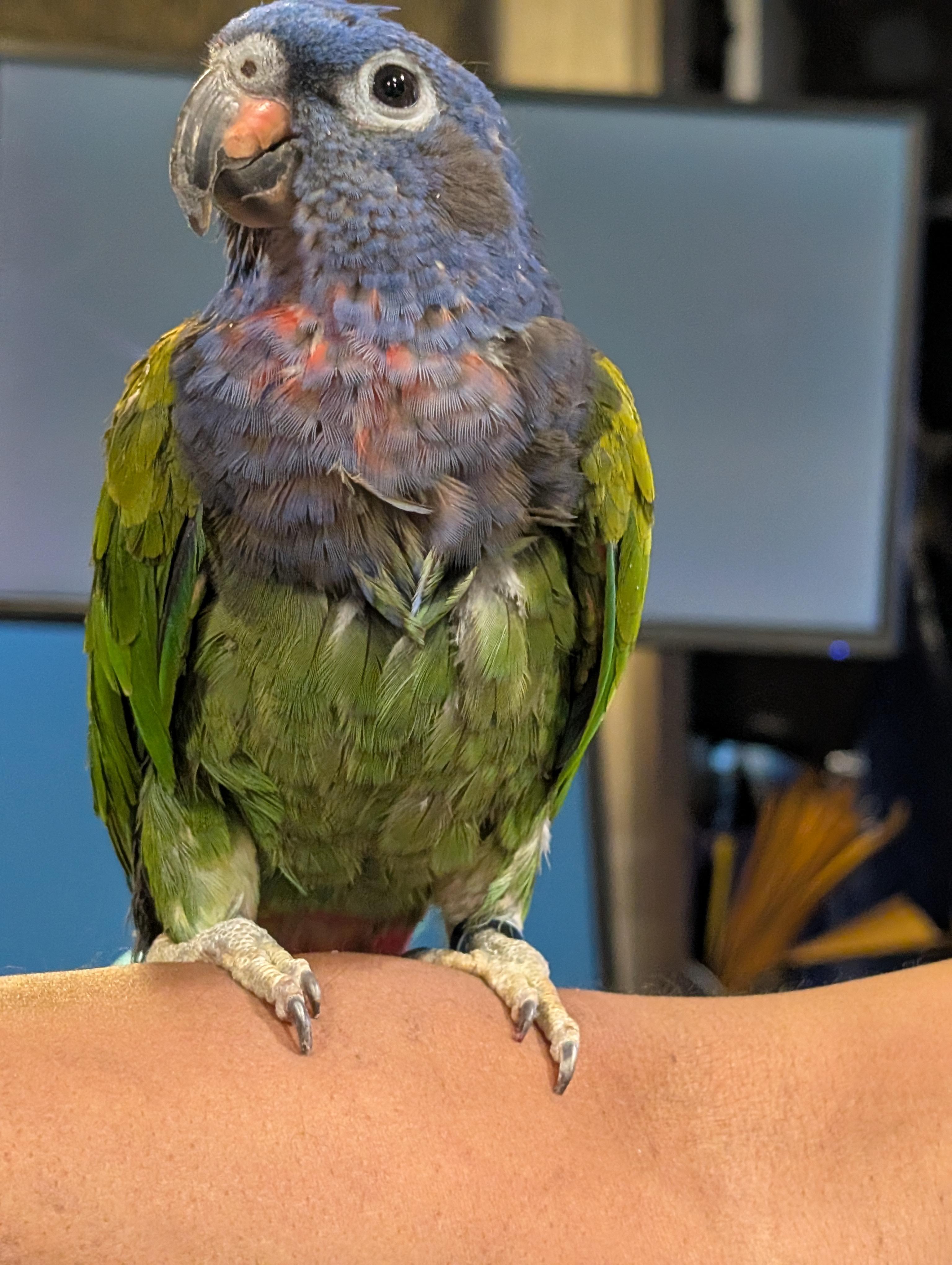 Piona The Blue Crowned Pionus Prefers Men, a Adopted Pionus in Vancouver, WA image 3/5