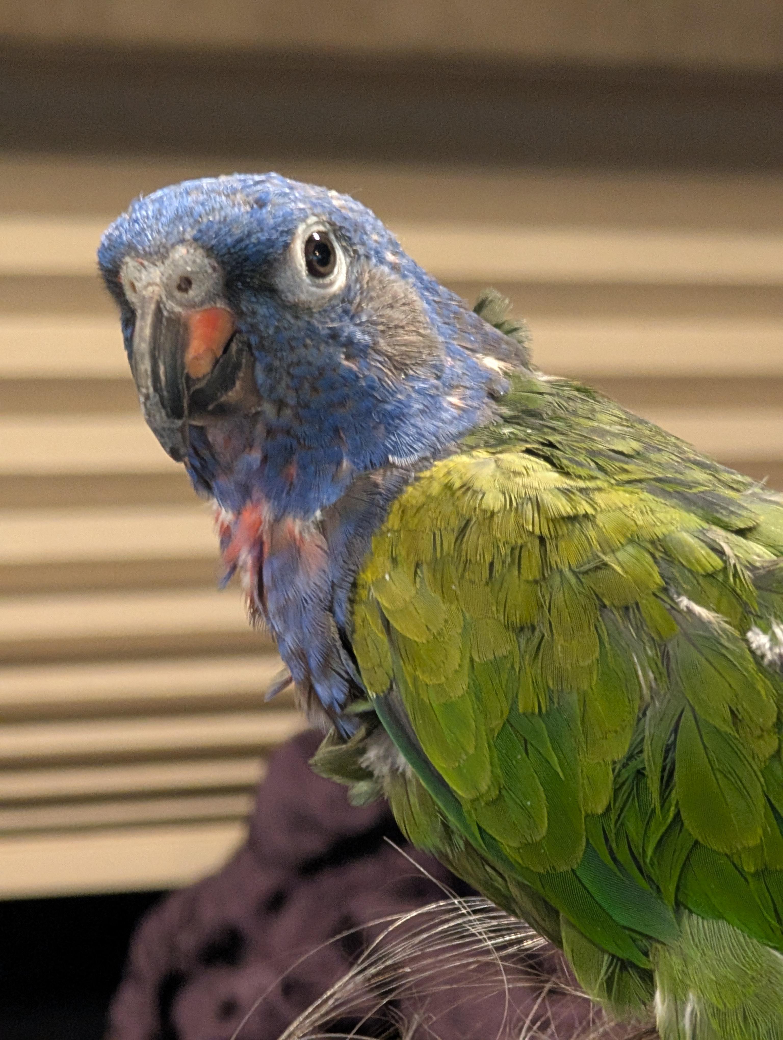 Piona The Blue Crowned Pionus Prefers Men, a Adopted Pionus in Vancouver, WA image 1/5