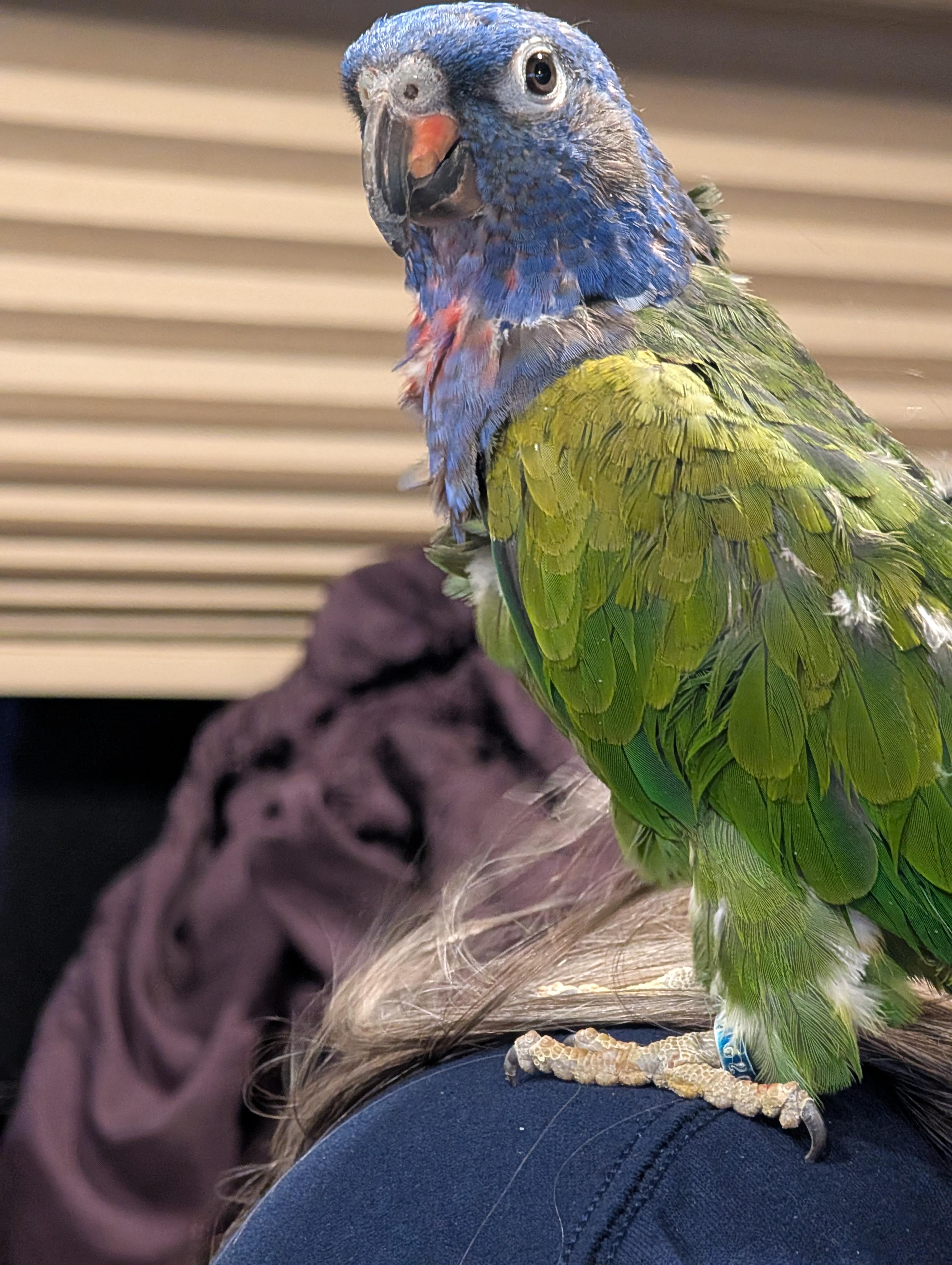 Piona The Blue Crowned Pionus Prefers Men, a Adopted Pionus in Vancouver, WA image 5/5