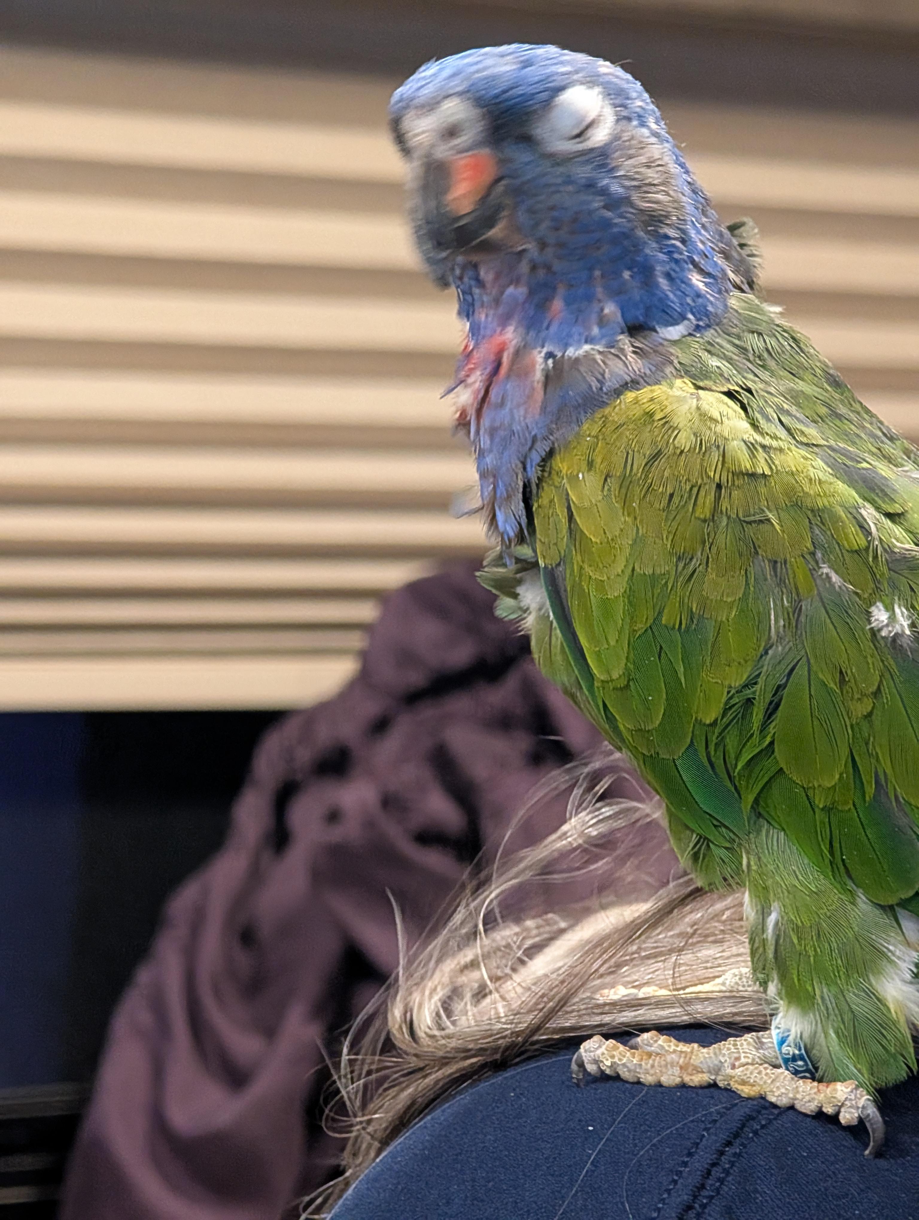 Piona The Blue Crowned Pionus Prefers Men, a Adopted Pionus in Vancouver, WA image 2/5