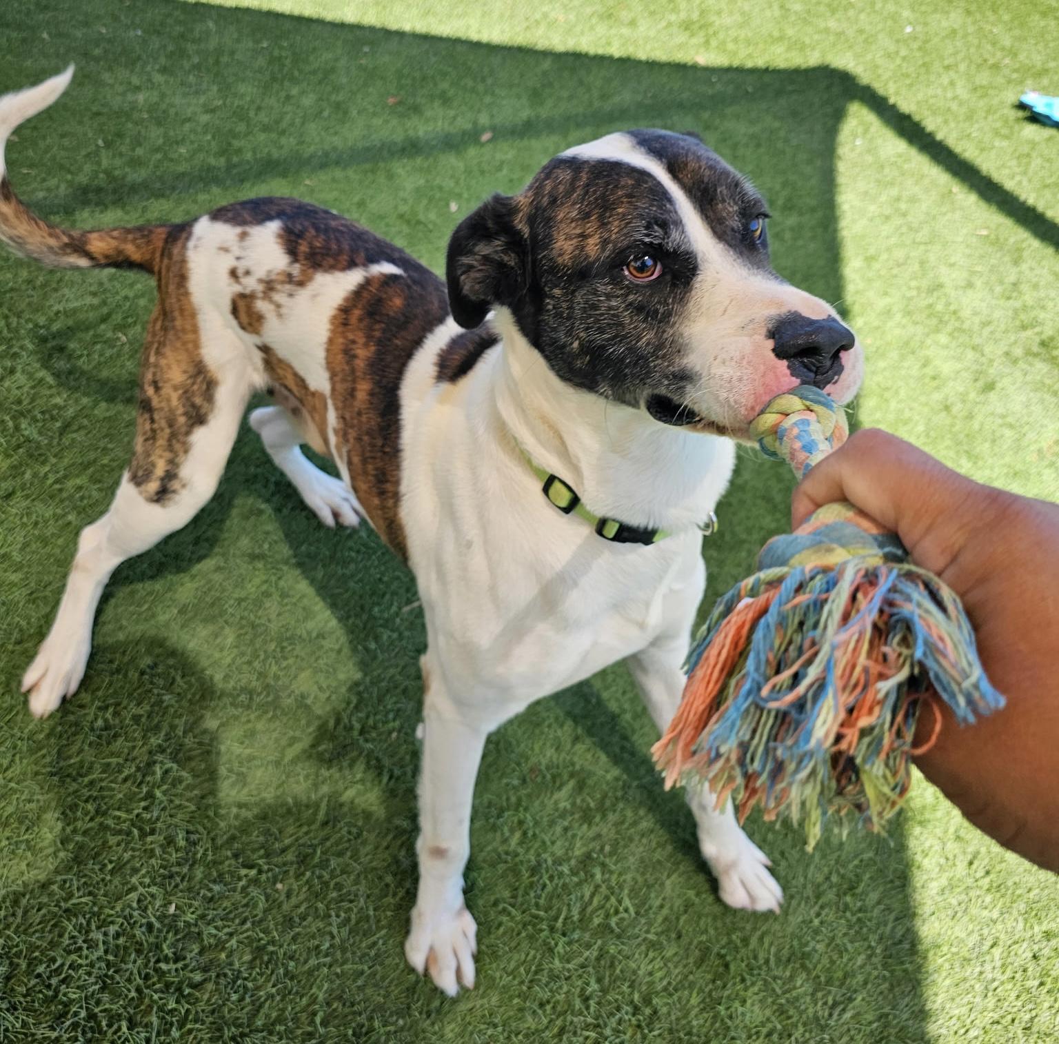 Enlarge Buck, a Adoptable mixed breed in Des Monies , IA image 4/6