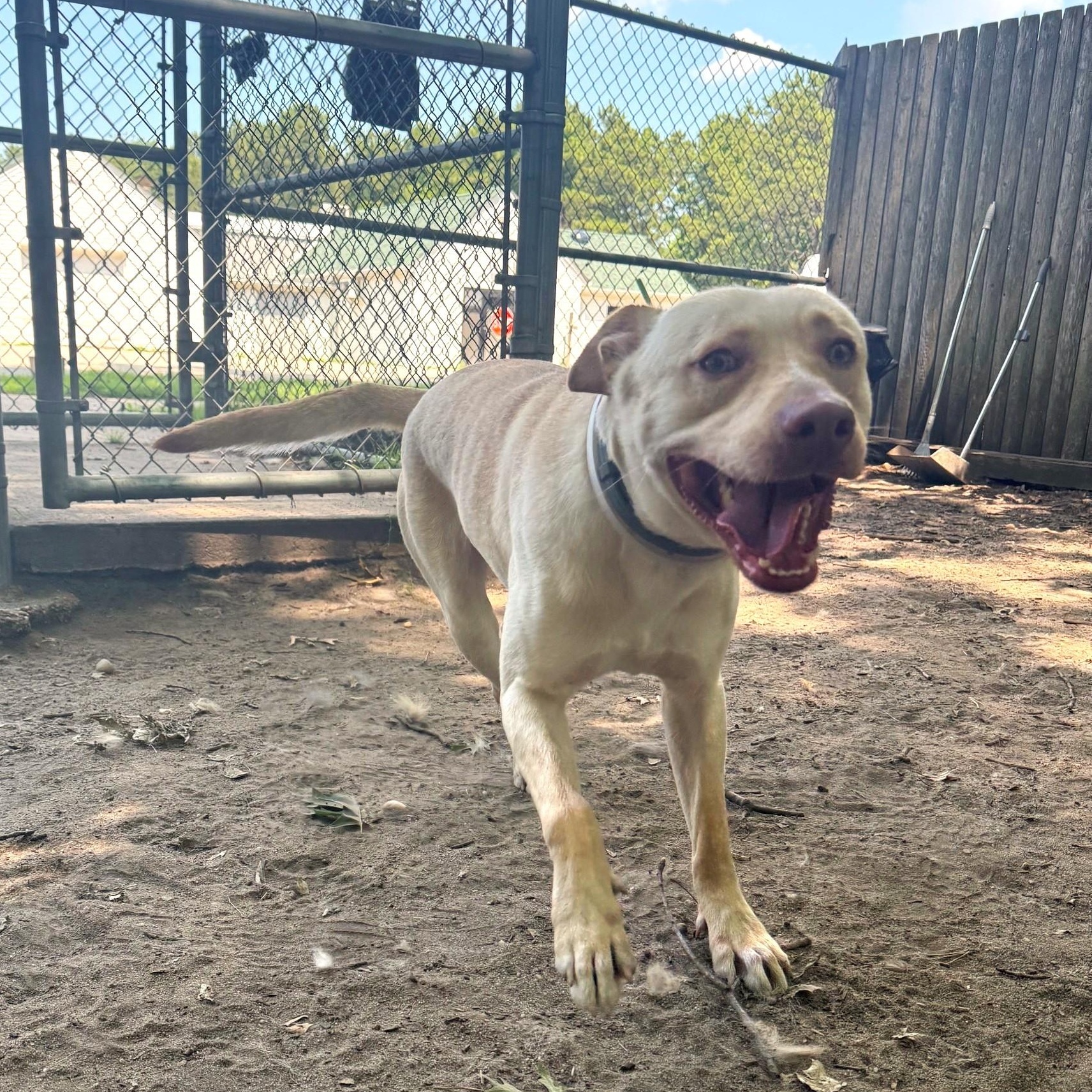 Harlan, an adopted mixed breed in Brookhaven, NY image 2/3