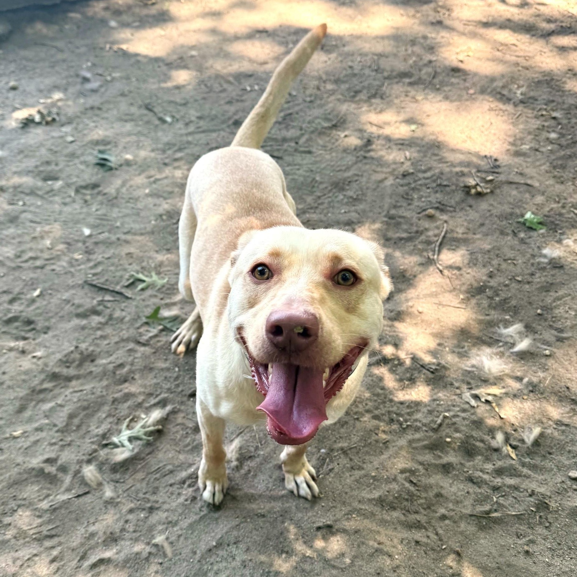 Harlan, adopted, Young Male Mixed Breed & Labrador Retriever.