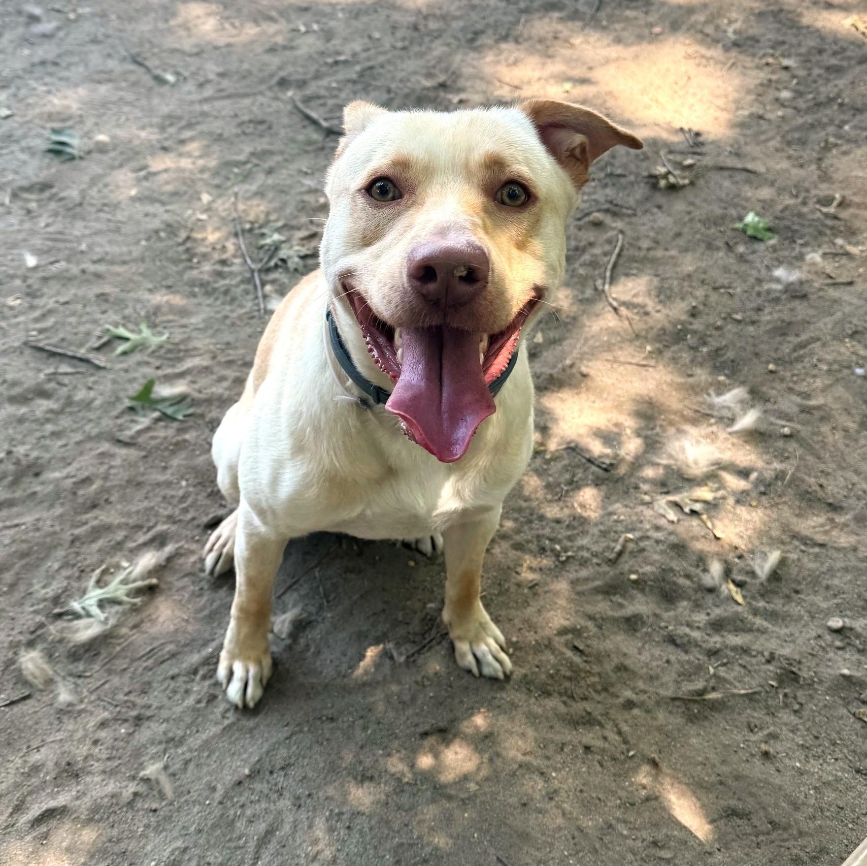 Harlan, an adopted mixed breed in Brookhaven, NY image 3/3