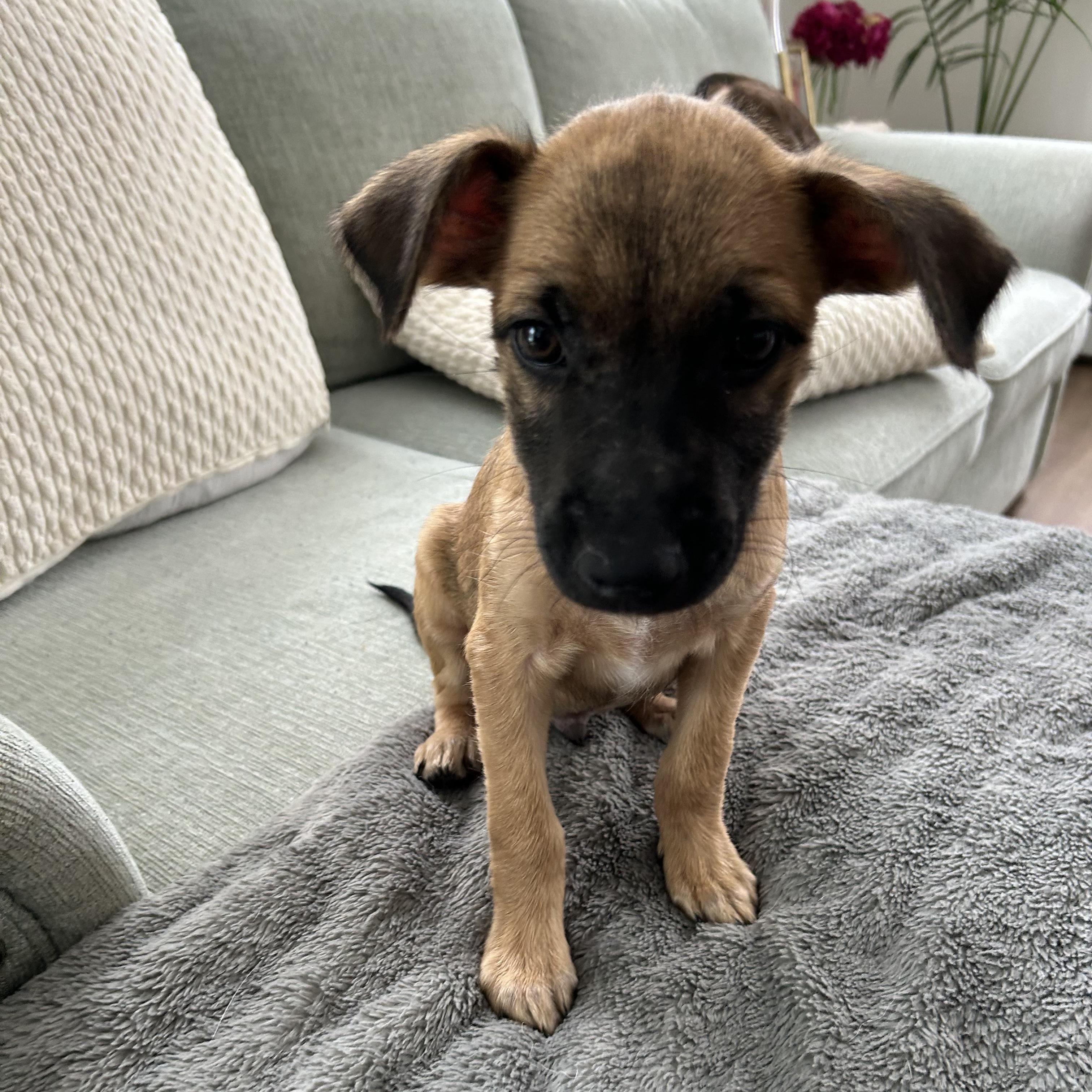 Rimo, adopted, Puppy Male Labrador Retriever & Shepherd.