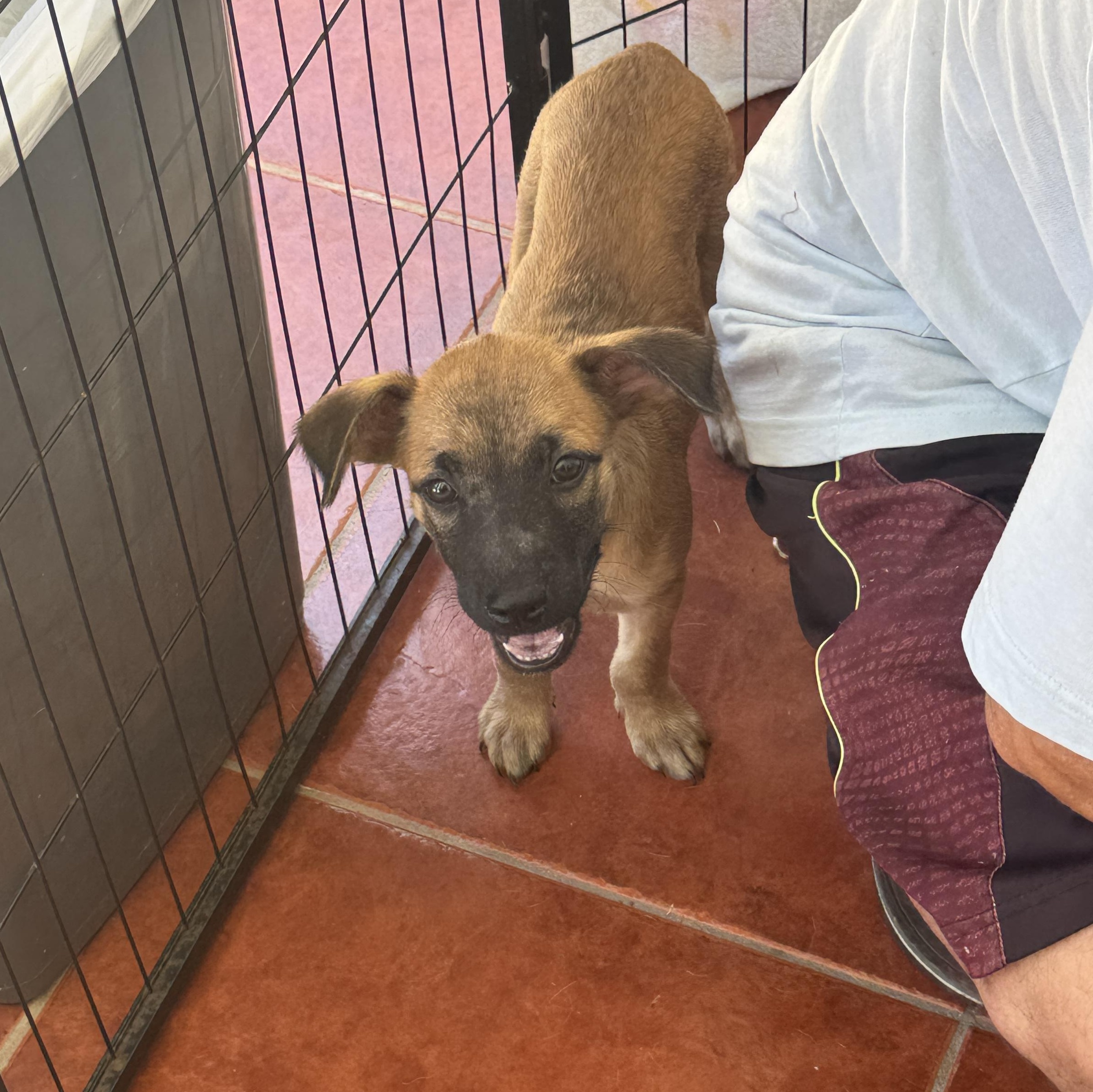 Enlarge Rimo, an adopted mixed breed in Quechee, VT image 3/5