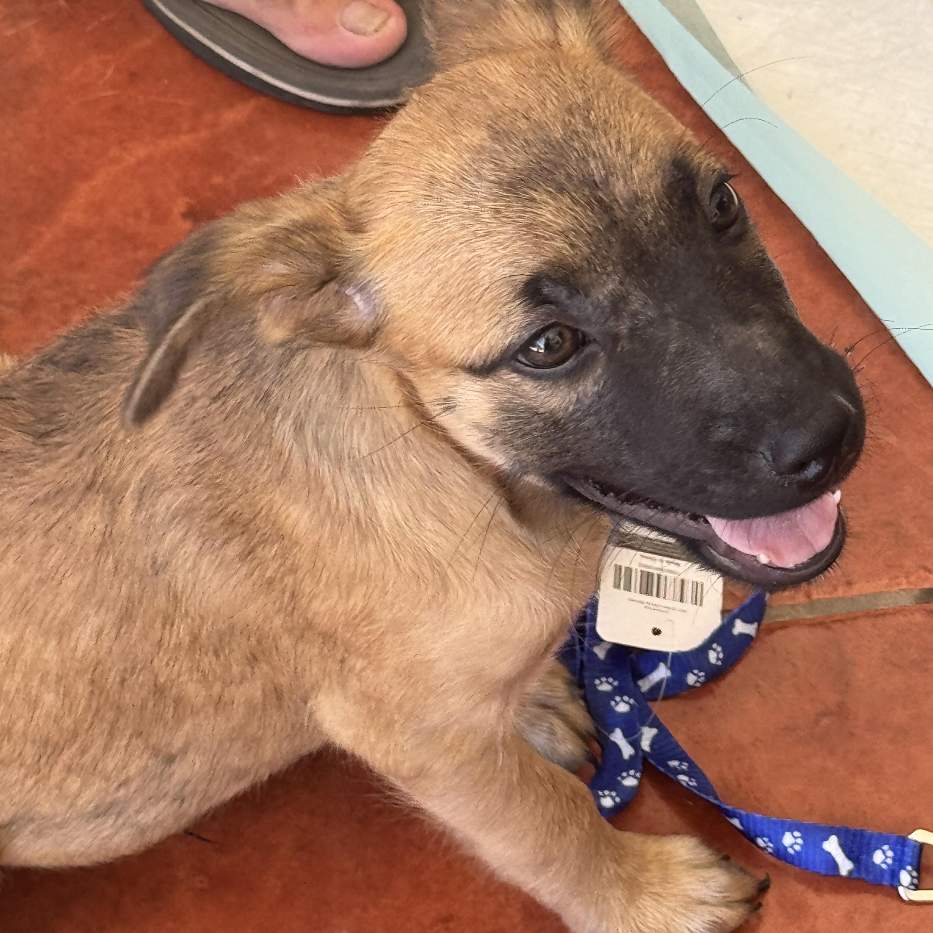 Enlarge Rimo, an adopted mixed breed in Quechee, VT image 2/5