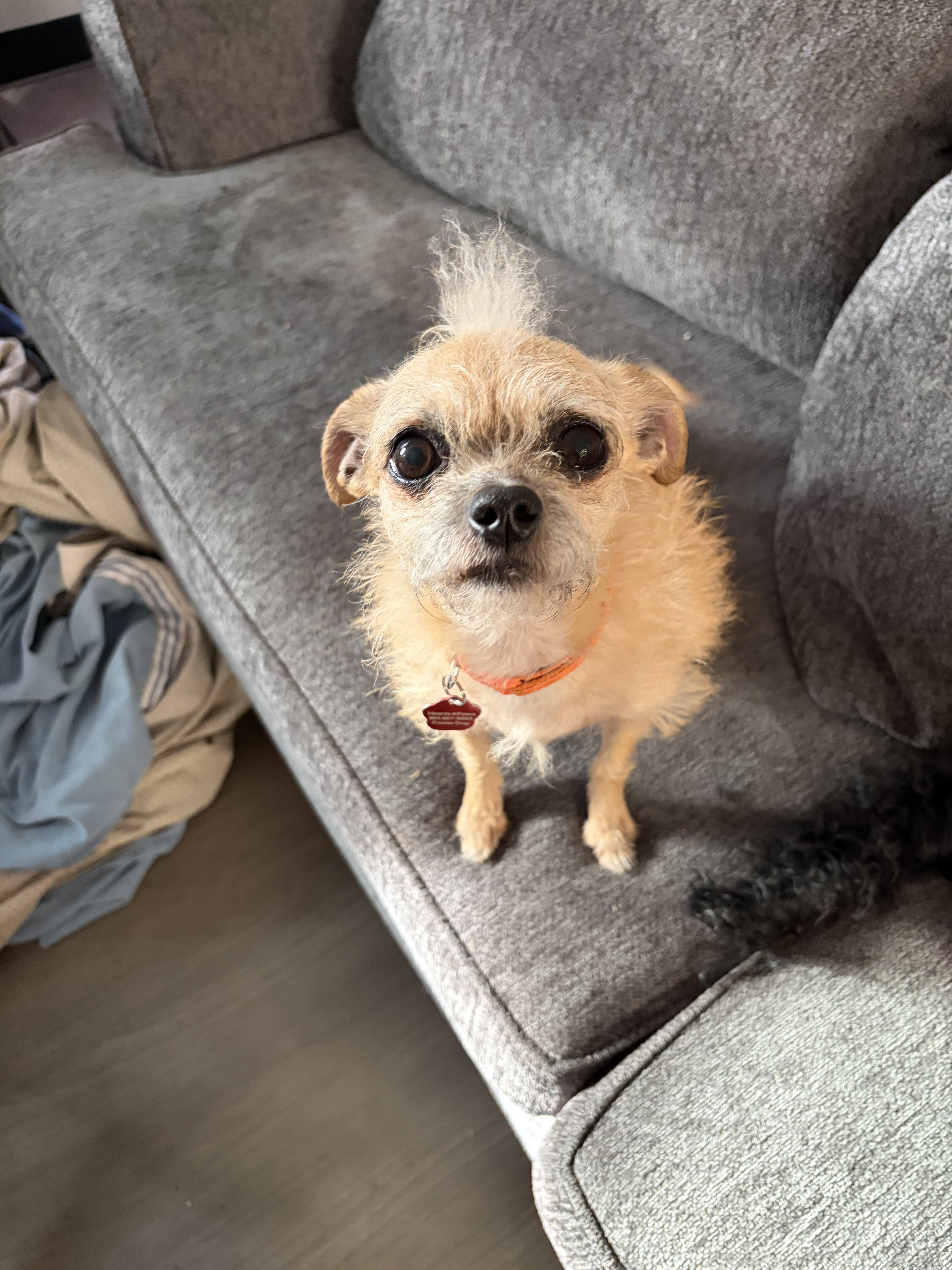 Turtle, a ADOPTABLE Terrier in West Valley, UT image 2/5