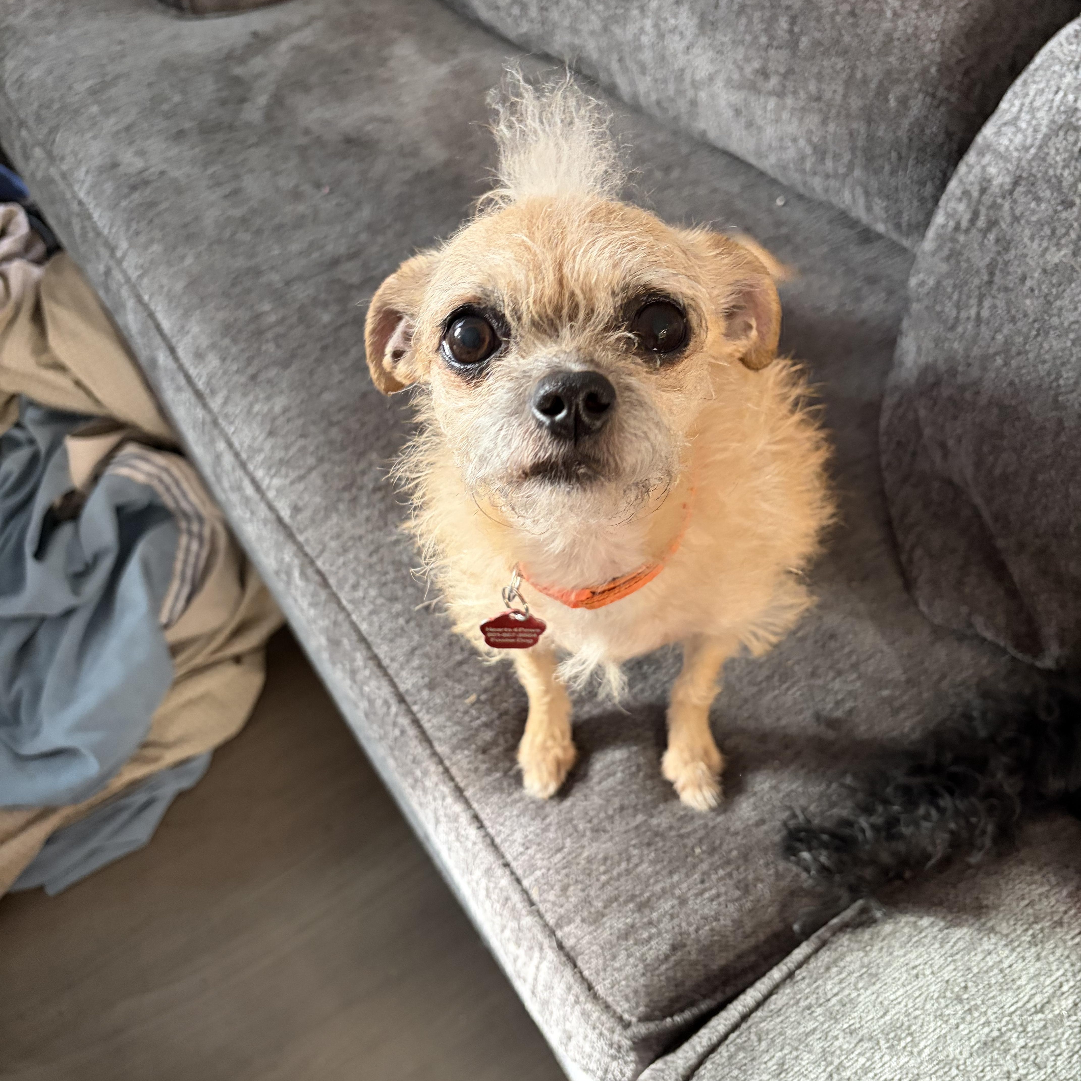 Turtle, a ADOPTABLE Terrier in West Valley, UT image 3/6