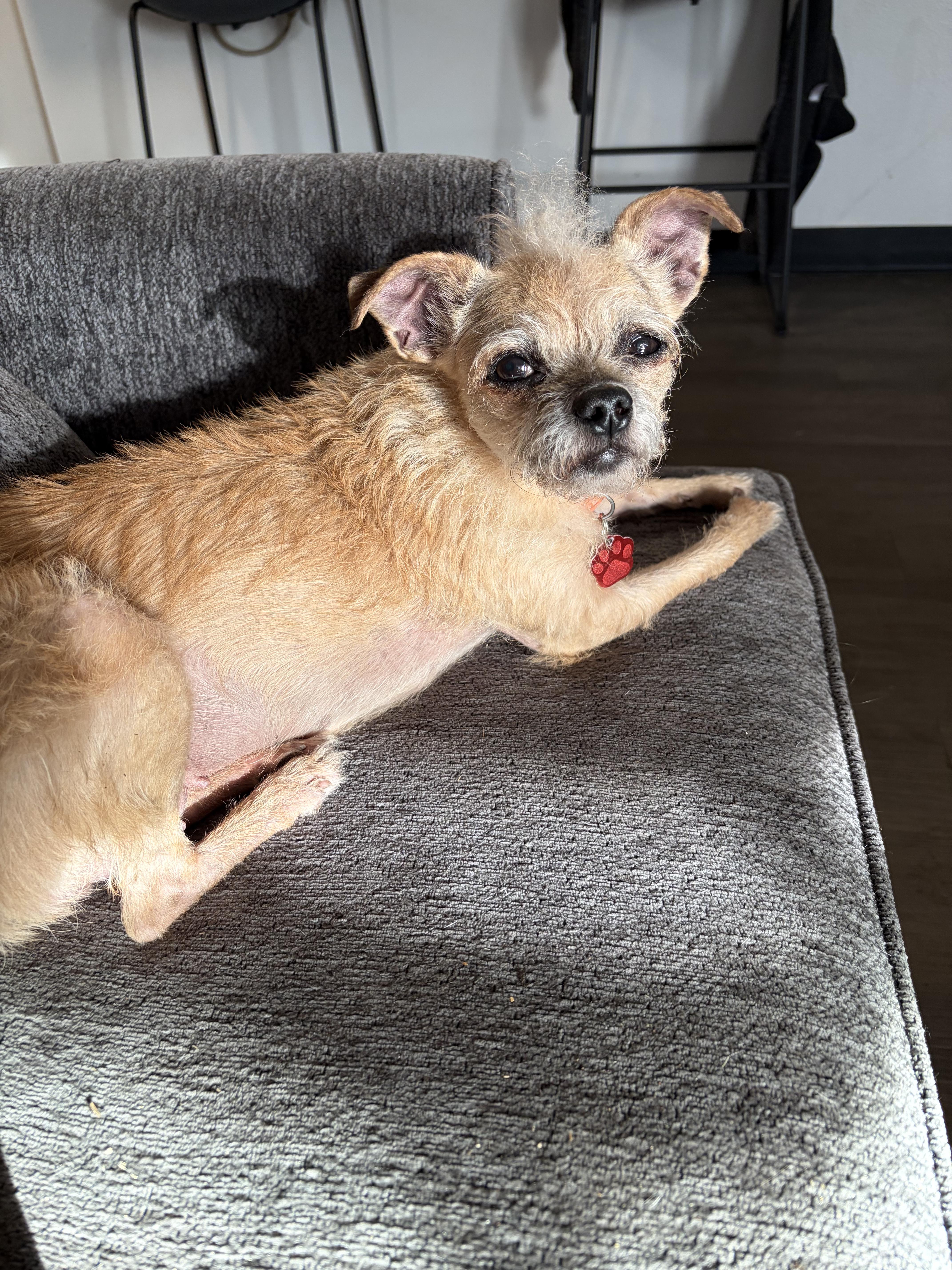 Turtle, a ADOPTABLE Terrier in West Valley, UT image 1/5