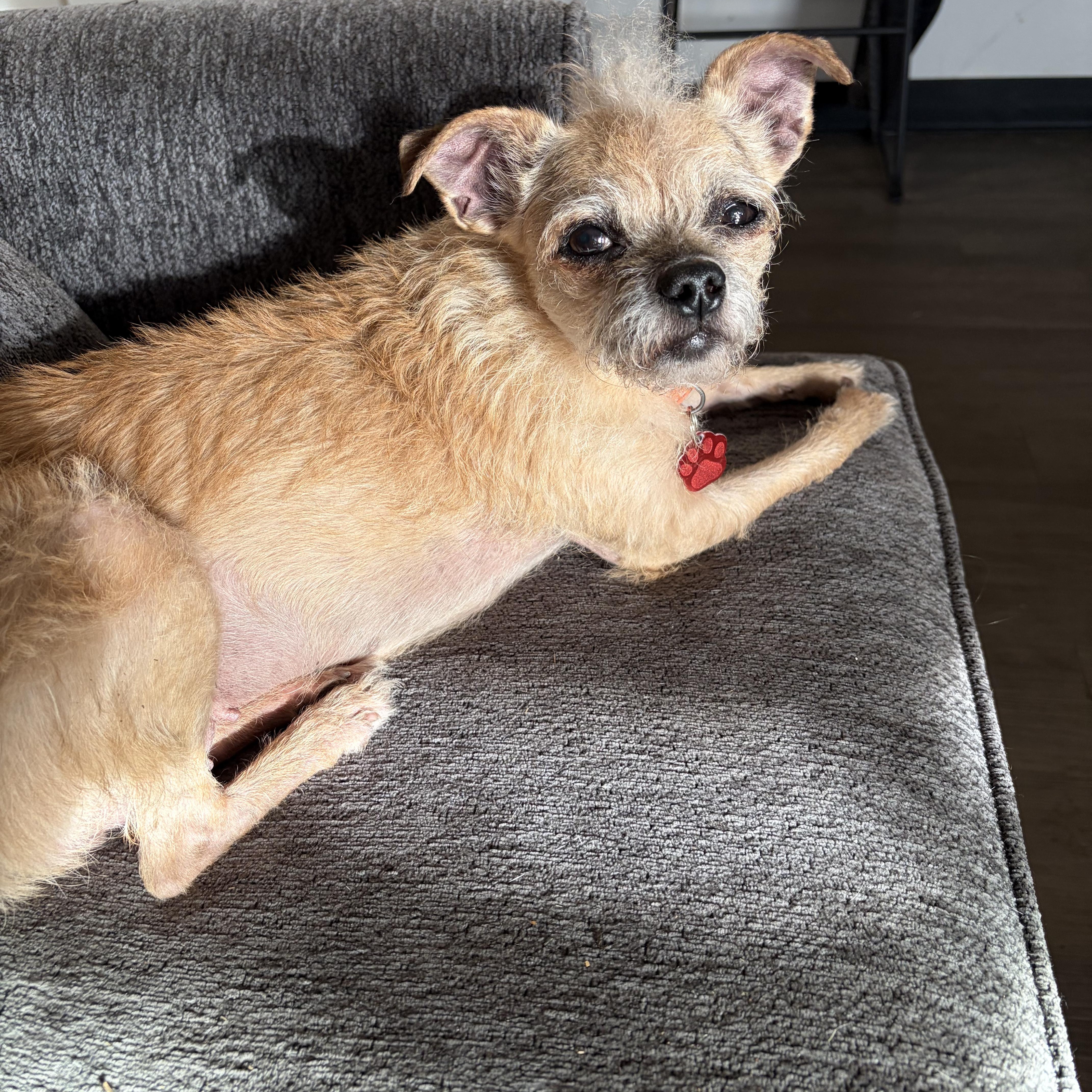 Turtle, a ADOPTABLE Terrier in West Valley, UT image 2/6