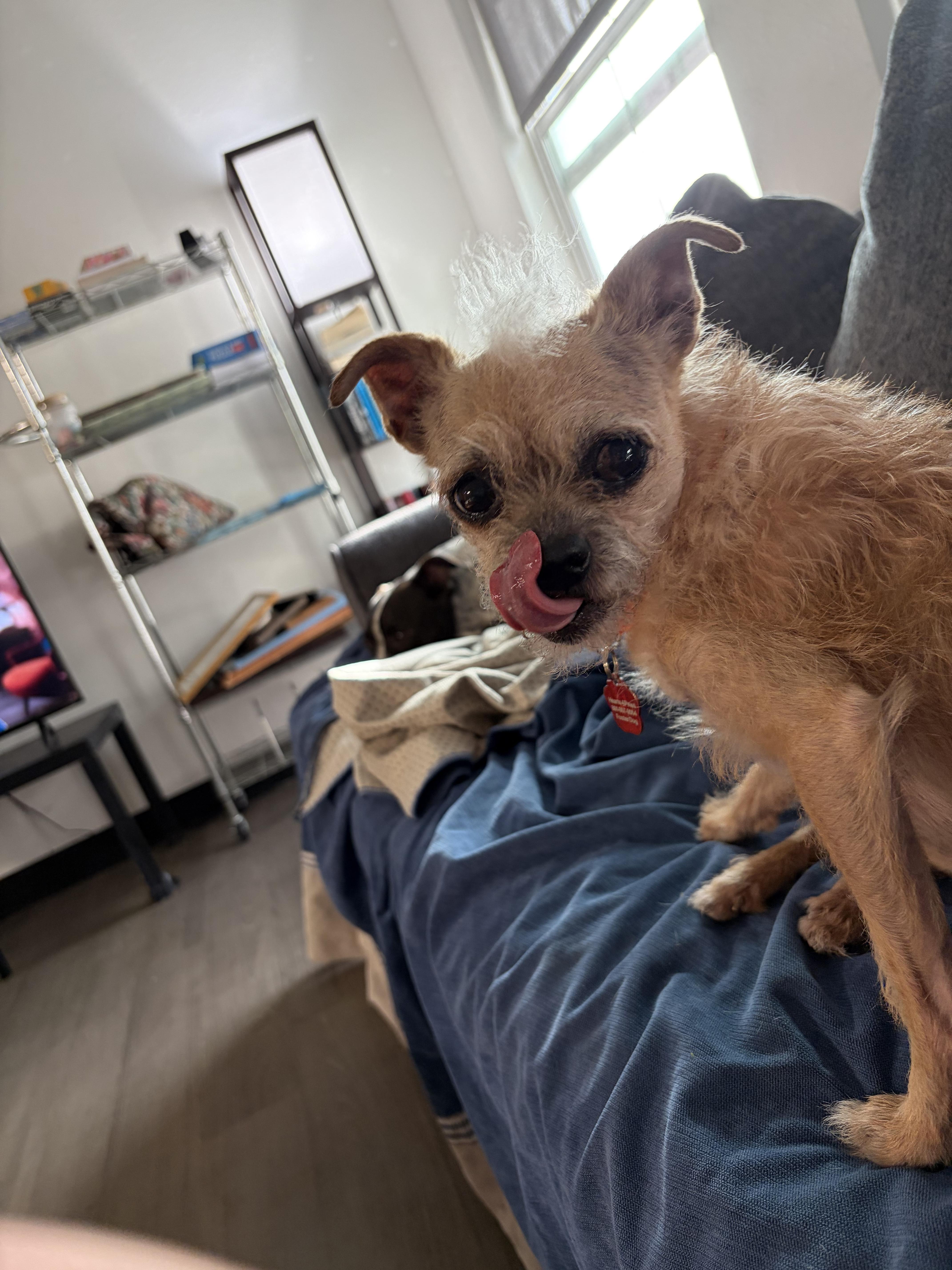 Turtle, a ADOPTABLE Terrier in West Valley, UT image 4/5