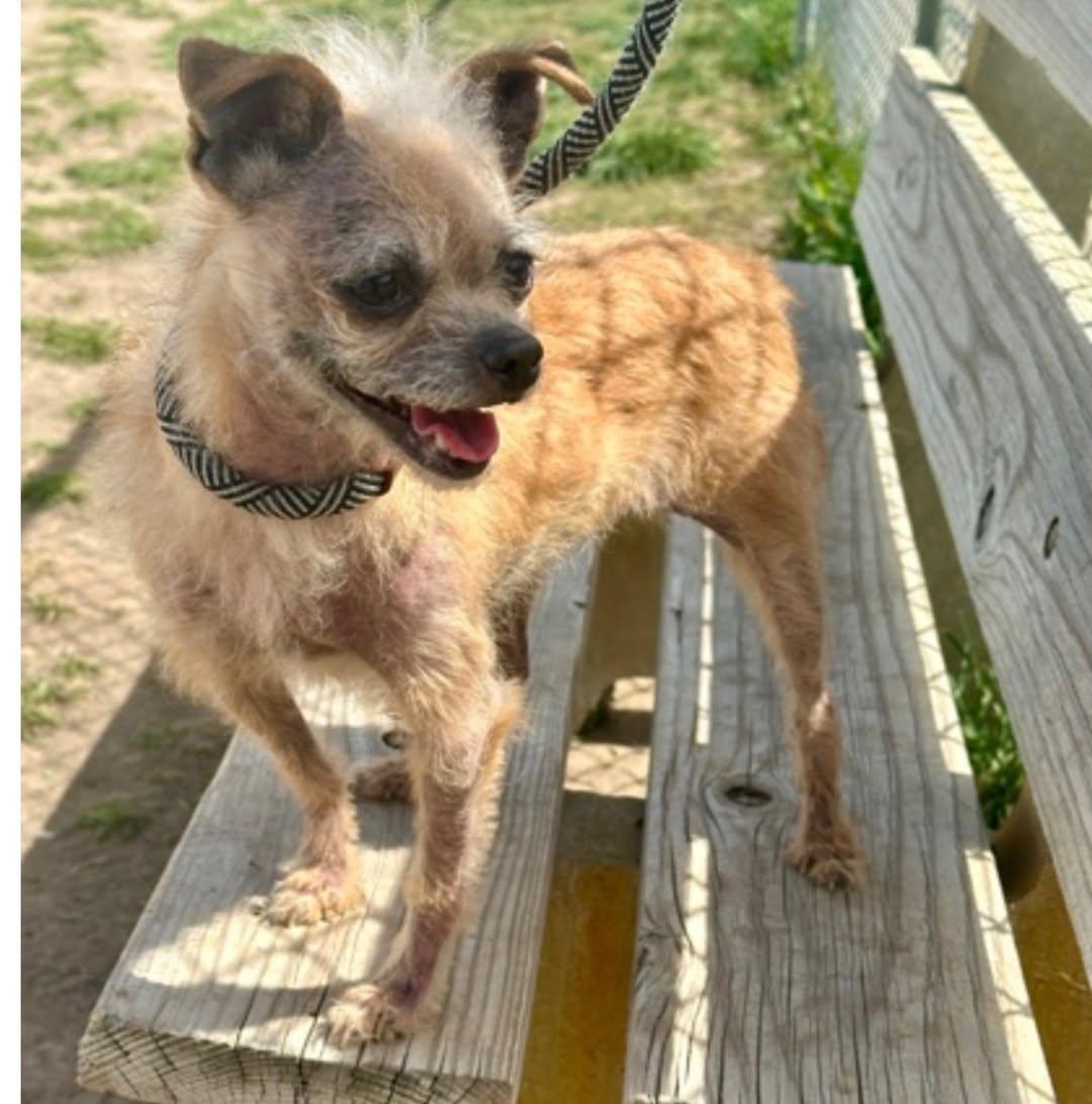 Turtle, a ADOPTABLE Terrier in West Valley, UT image 5/5
