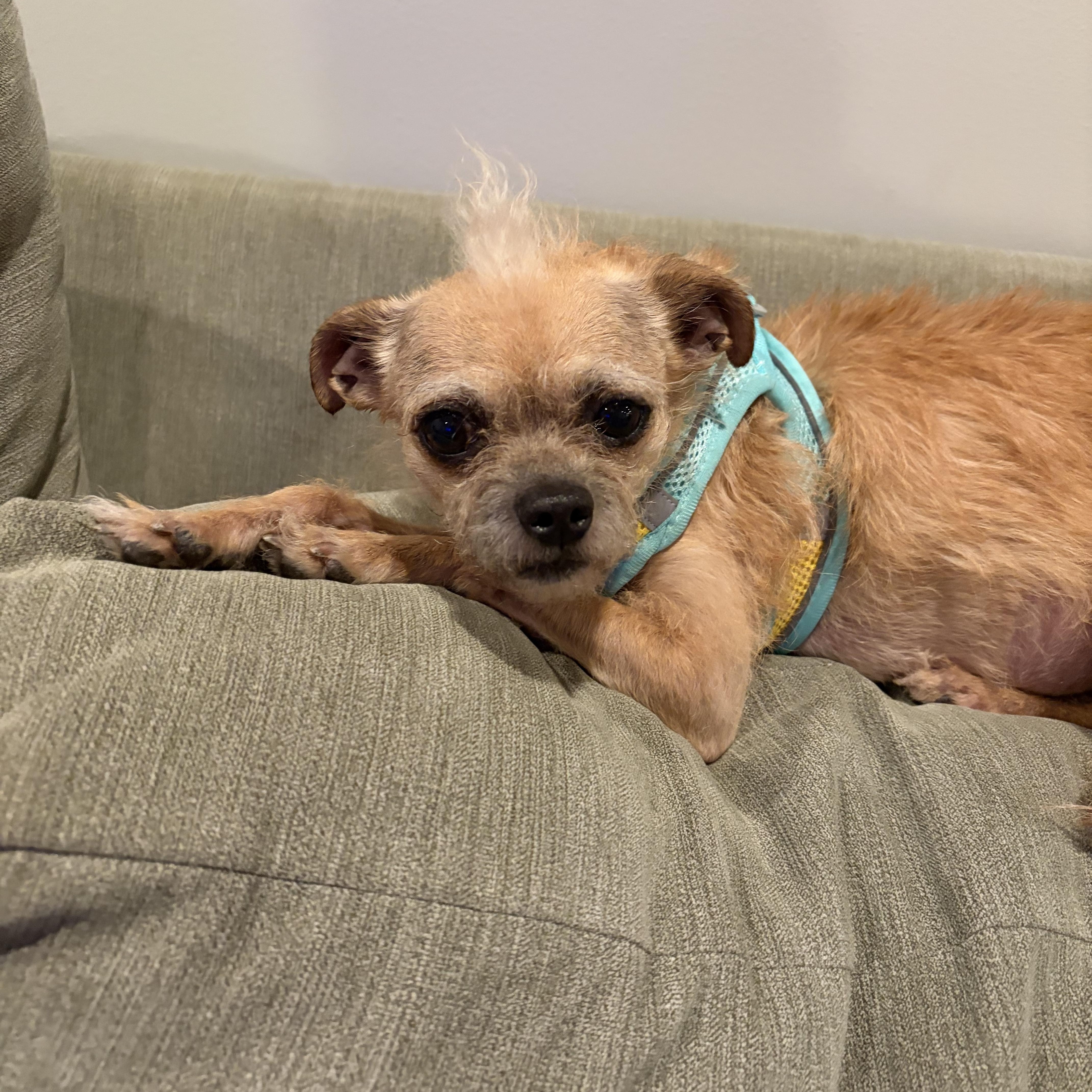 Turtle, a ADOPTABLE Terrier in West Valley, UT image 4/6