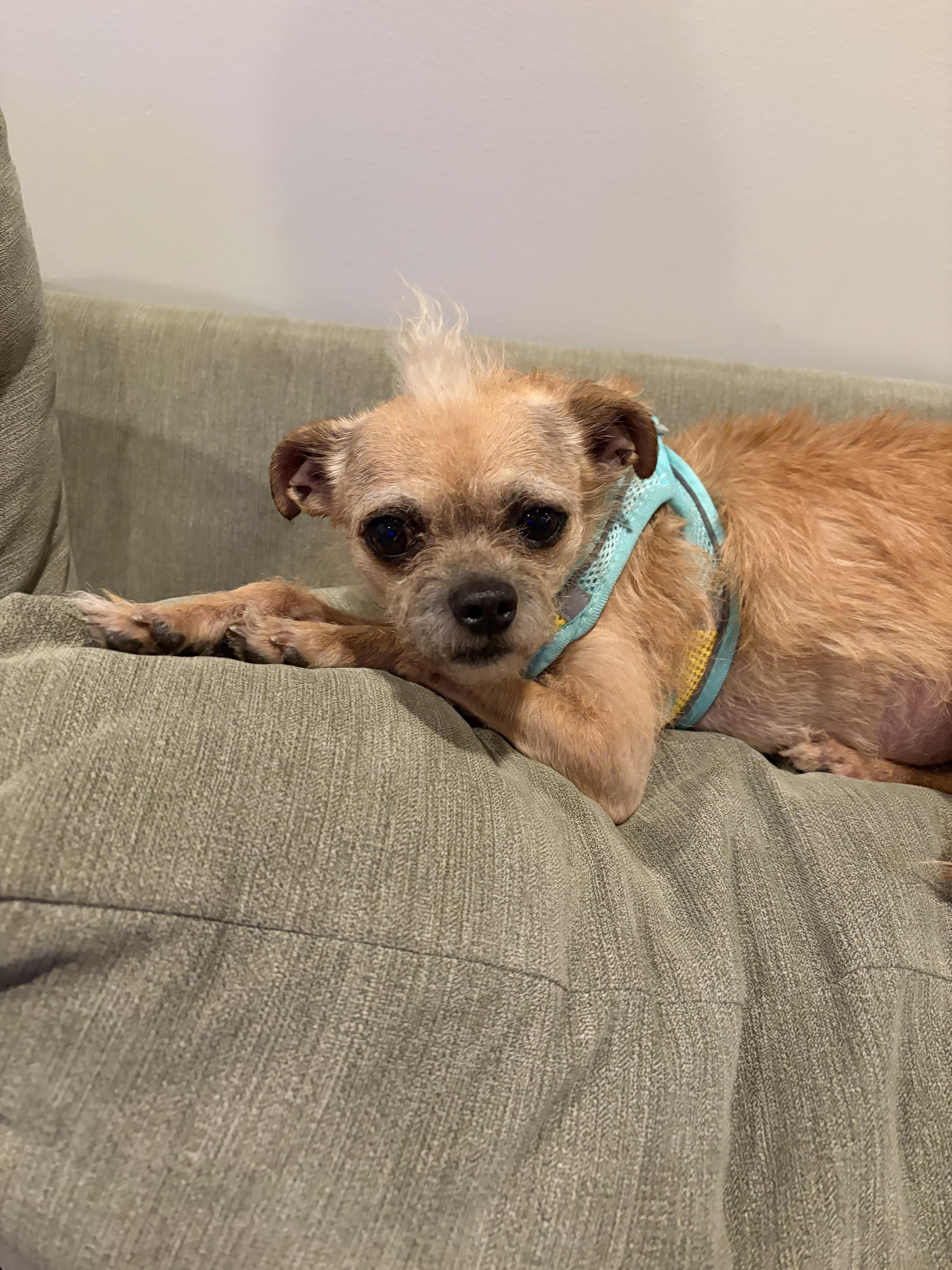 Turtle, a ADOPTABLE Terrier in West Valley, UT image 3/5