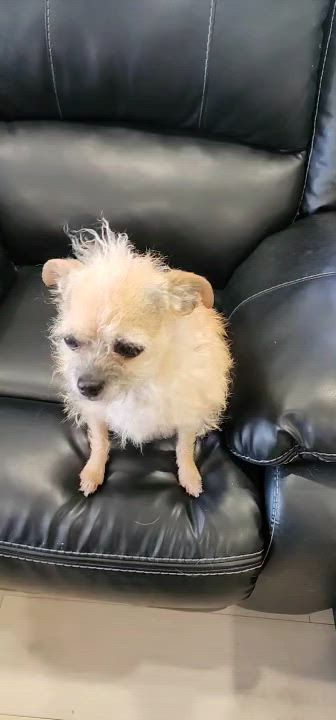 Enlarge Turtle, a ADOPTABLE Terrier in West Valley, UT video 6/6