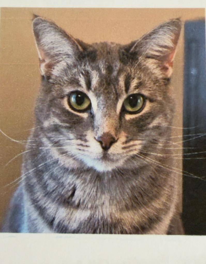Lundy aka Lucy, Adoptable, Young Female Domestic Short Hair.