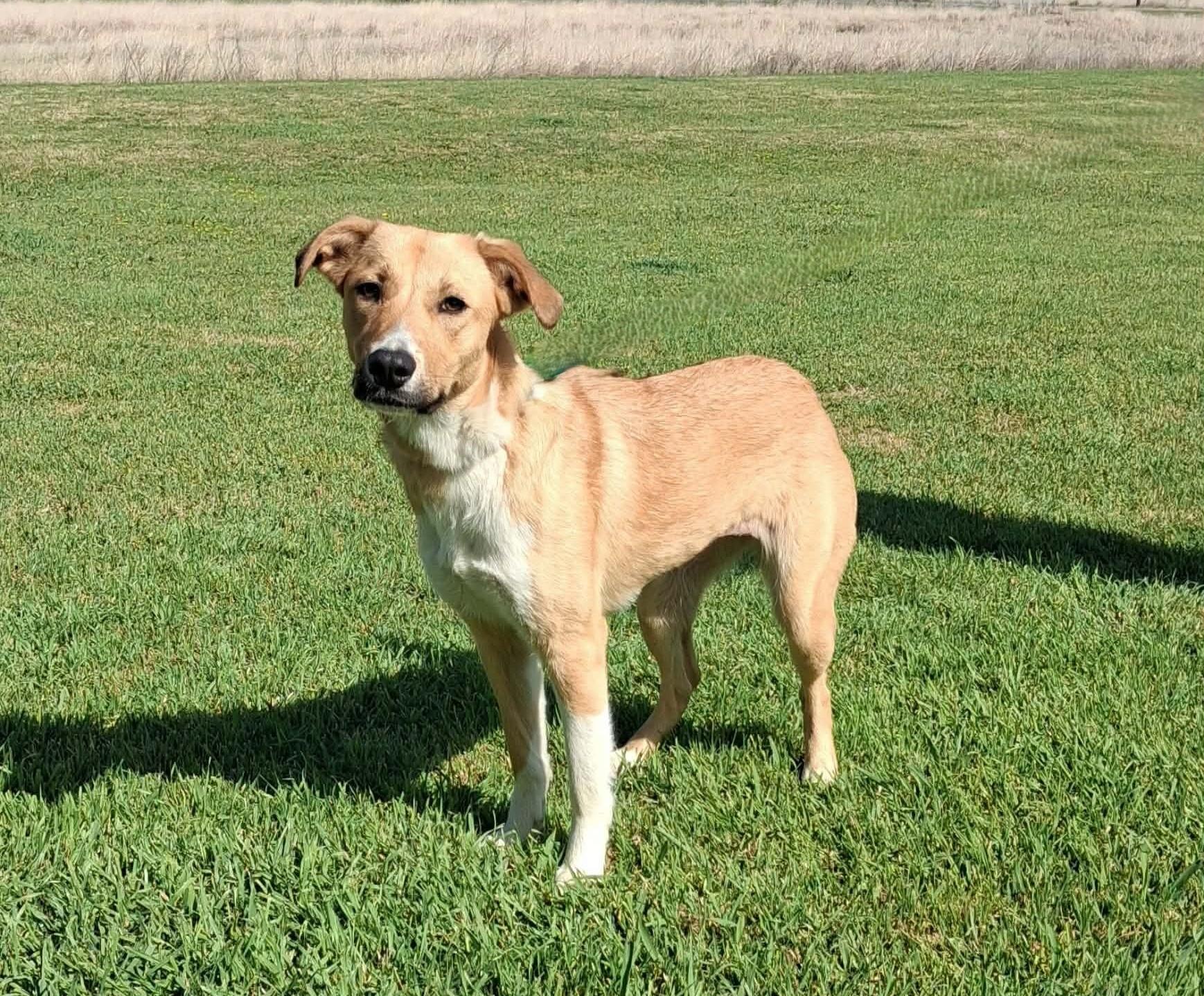 Enlarge Vanessa , a ADOPTABLE mixed breed in Cleburne, TX image 1/1