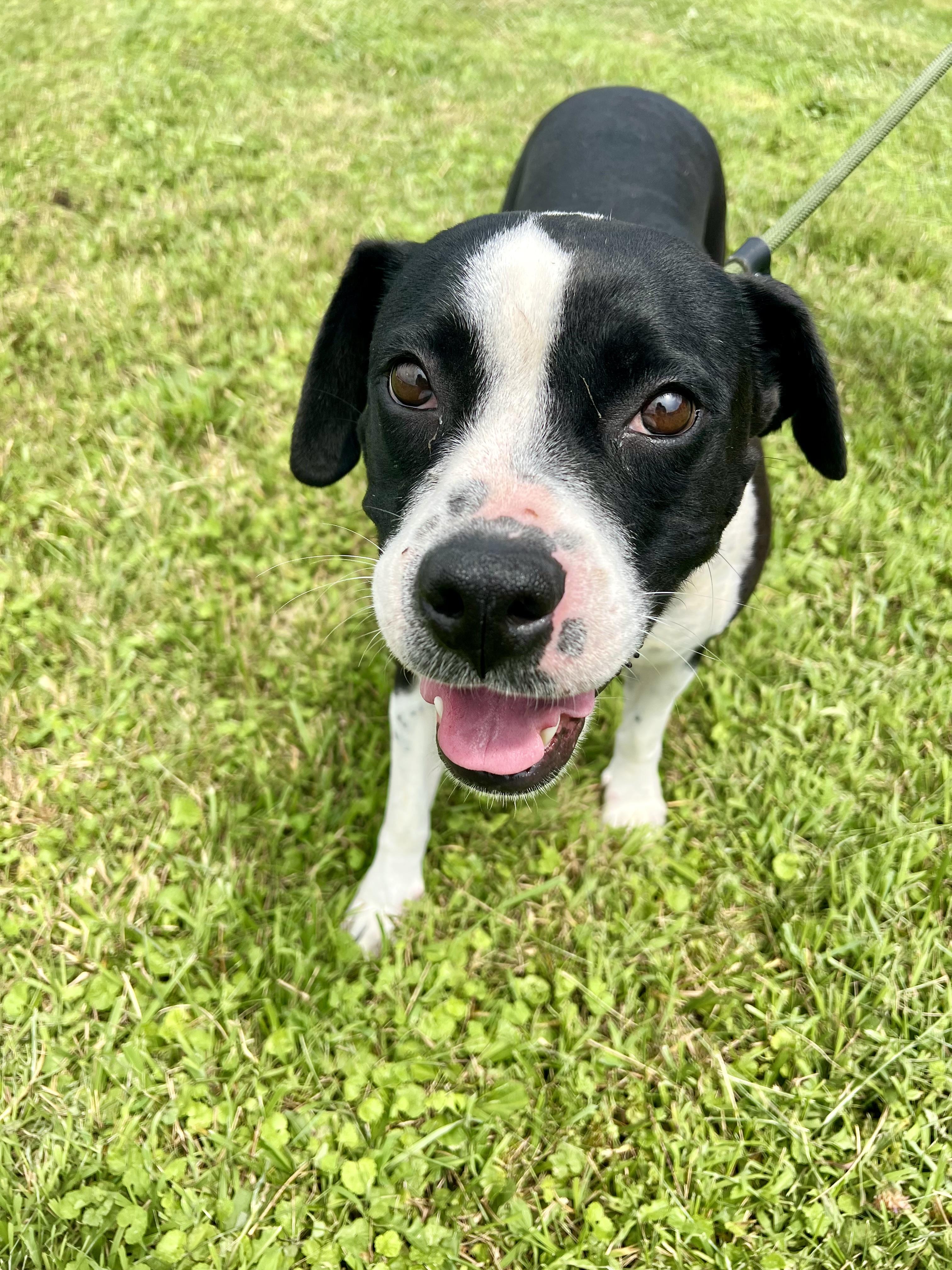 Dixie, a ADOPTABLE mixed breed in sparta, NC image 1/5