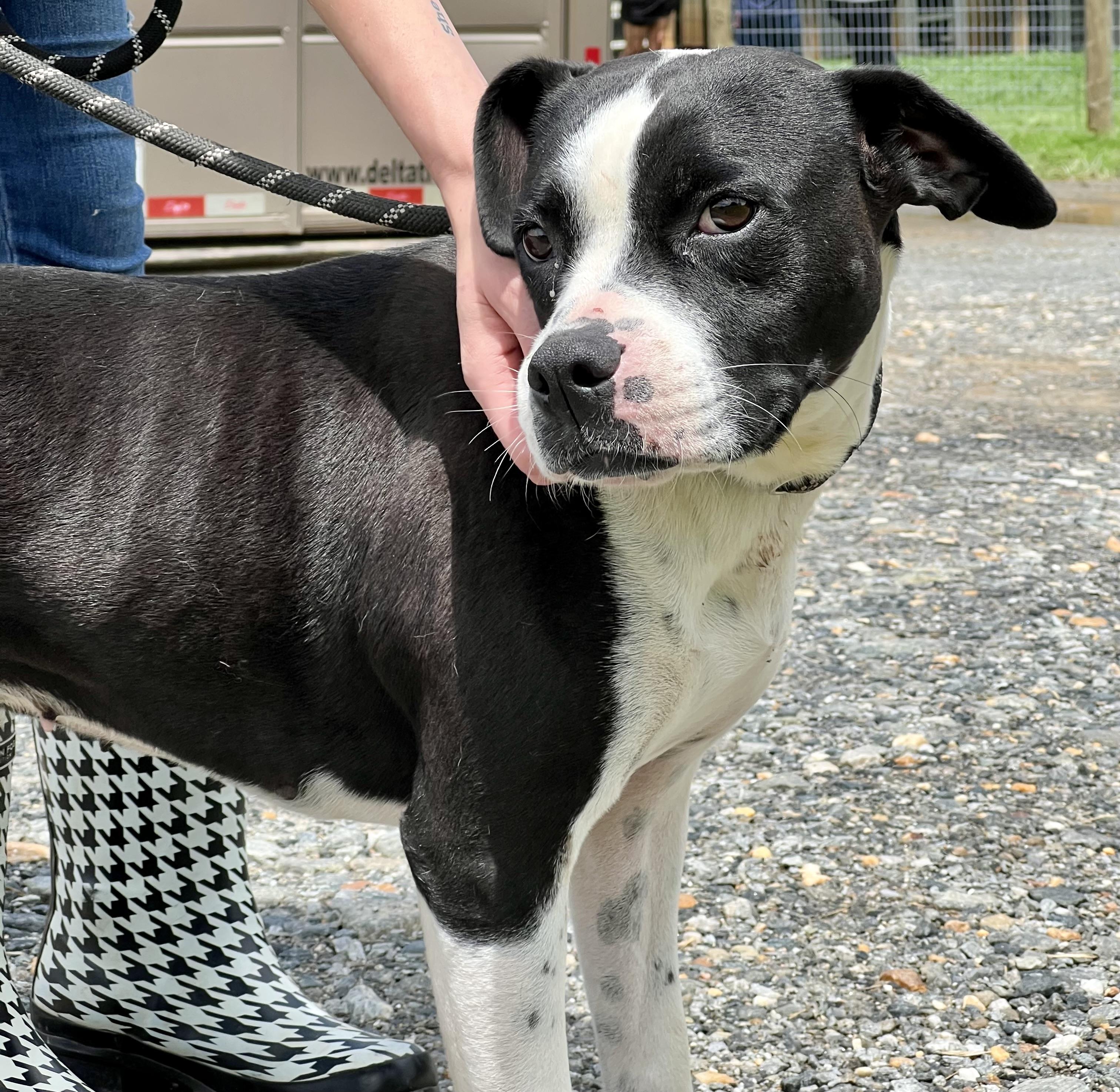 Dixie, a ADOPTABLE mixed breed in sparta, NC image 2/5