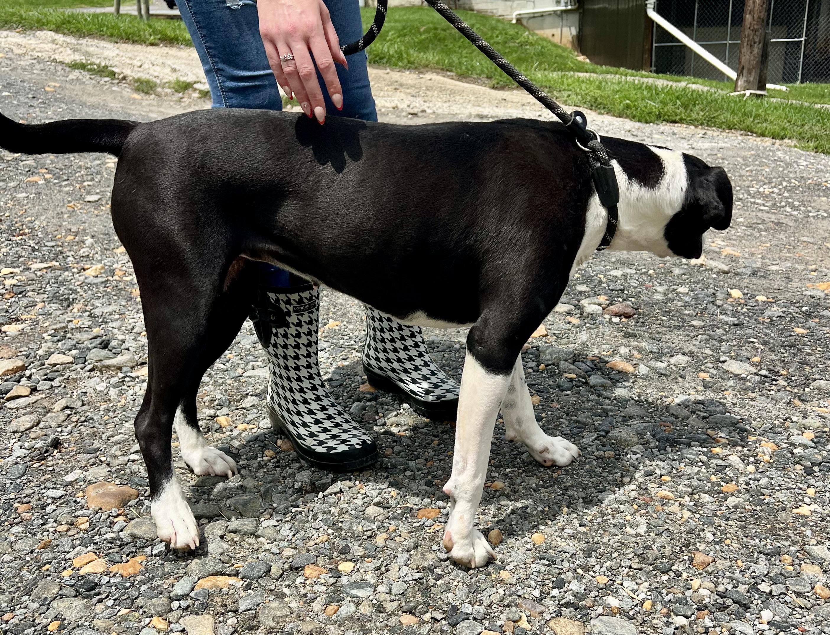 Dixie, a ADOPTABLE mixed breed in sparta, NC image 4/5