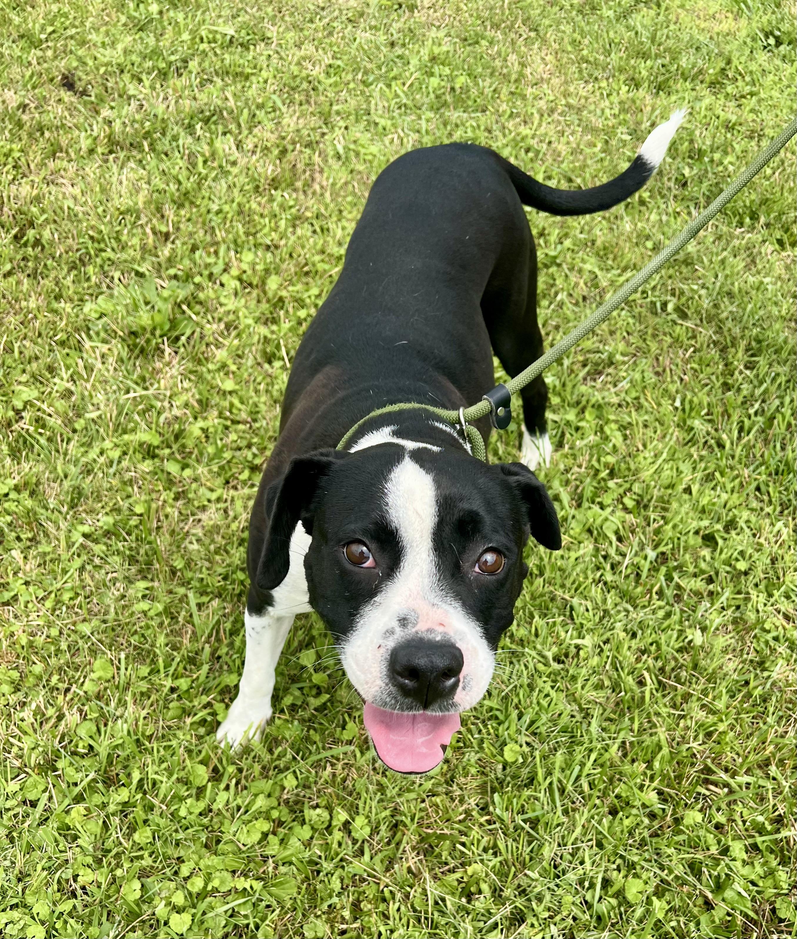 Dixie, a ADOPTABLE mixed breed in sparta, NC image 3/5
