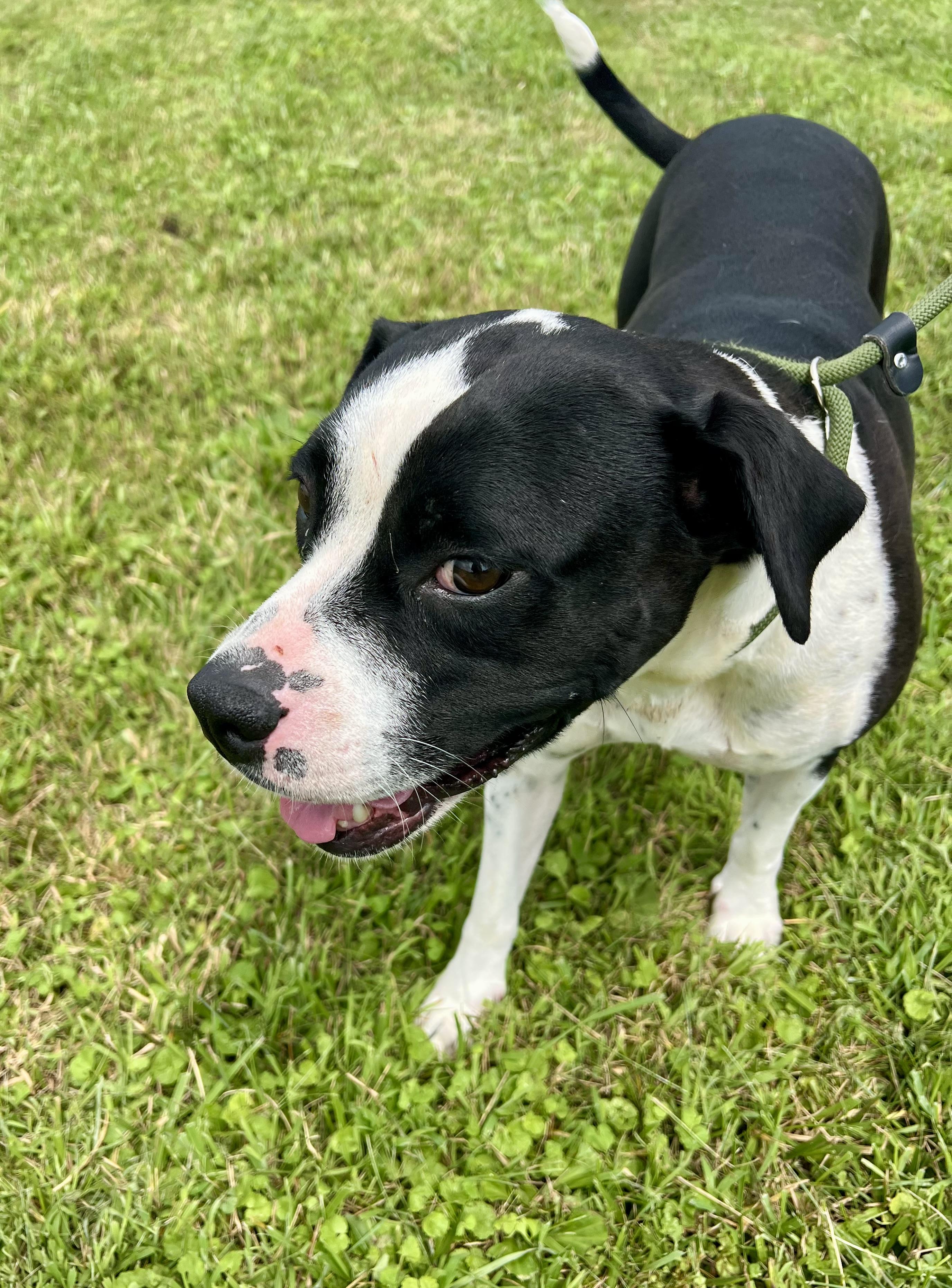 Dixie, a ADOPTABLE mixed breed in sparta, NC image 5/5