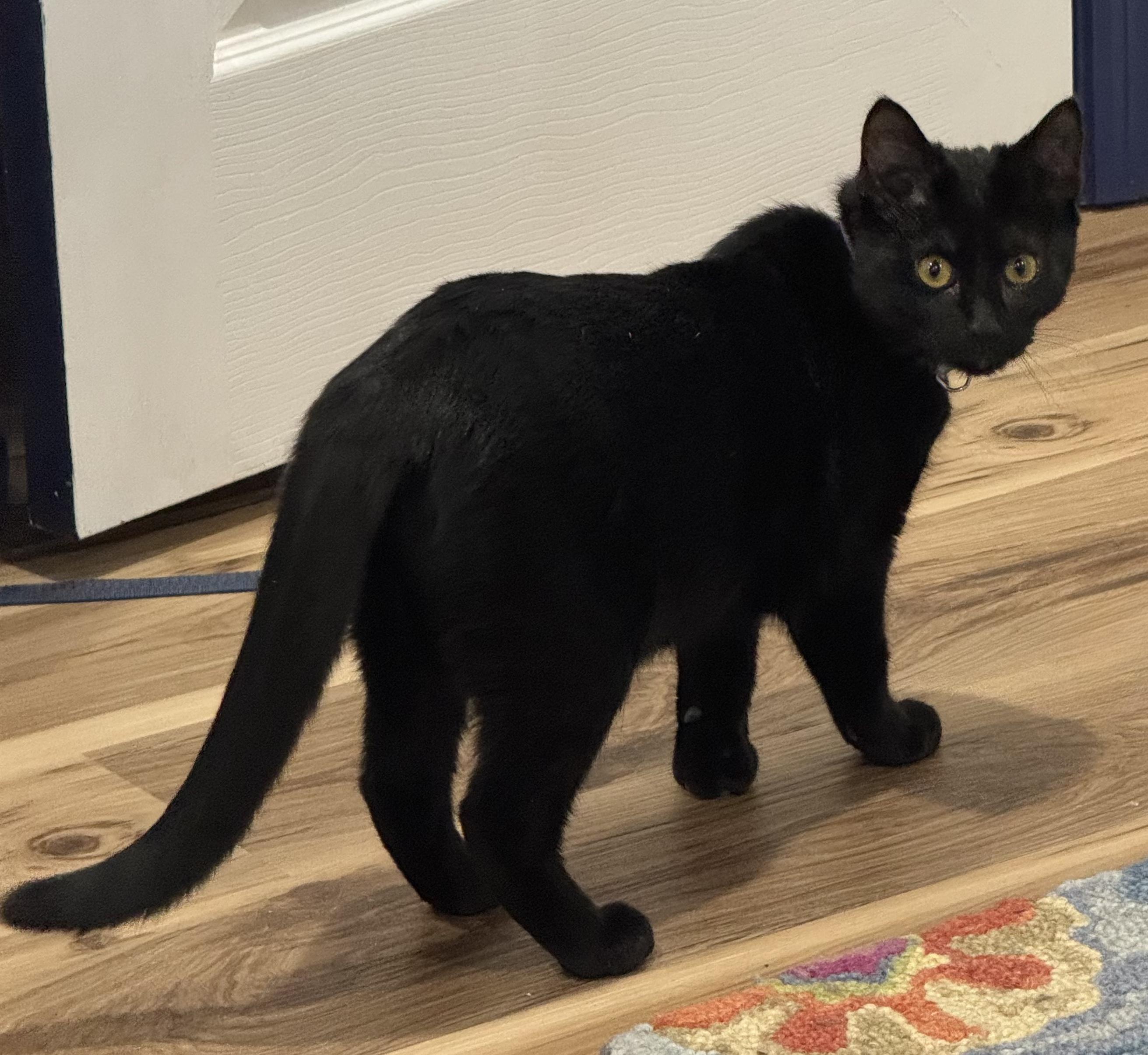 Ellie, a Adoptable Domestic Short Hair in BUTLER, PA image 3/4