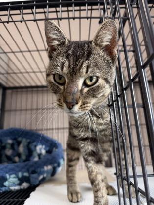 Enlarge 26-158 Tobias, a Adoptable mixed breed in Barnesville, GA image 1/1