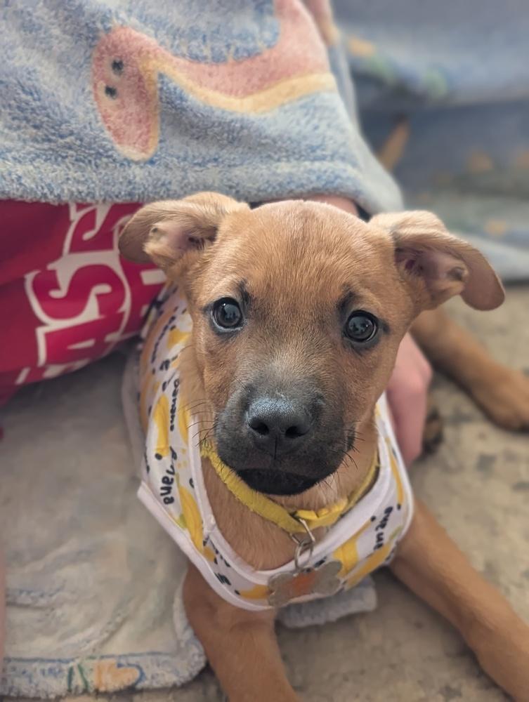 Louis Lilac, Adoptable, Puppy Male Terrier & Black Mouth Cur.