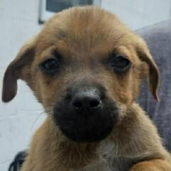 Enlarge Louis Lilac, a Adoptable mixed breed in Waunakee, WI image 2/3