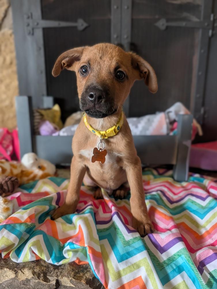 Enlarge Louis Lilac, a Adoptable mixed breed in Waunakee, WI image 3/3