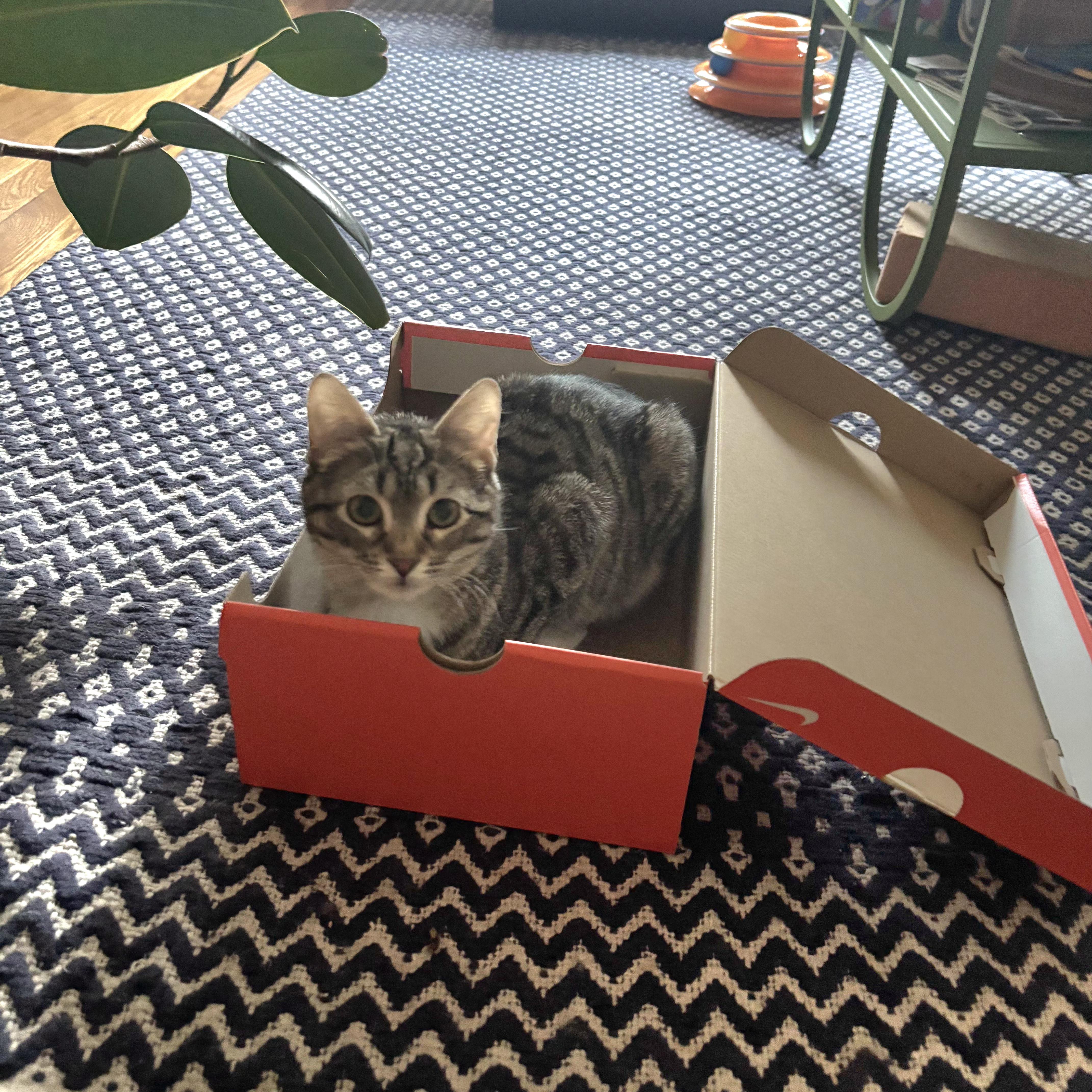 Enlarge Roseanna and Patricia Arcat , a ADOPTABLE Domestic Short Hair in Brooklyn, NY image 5/5