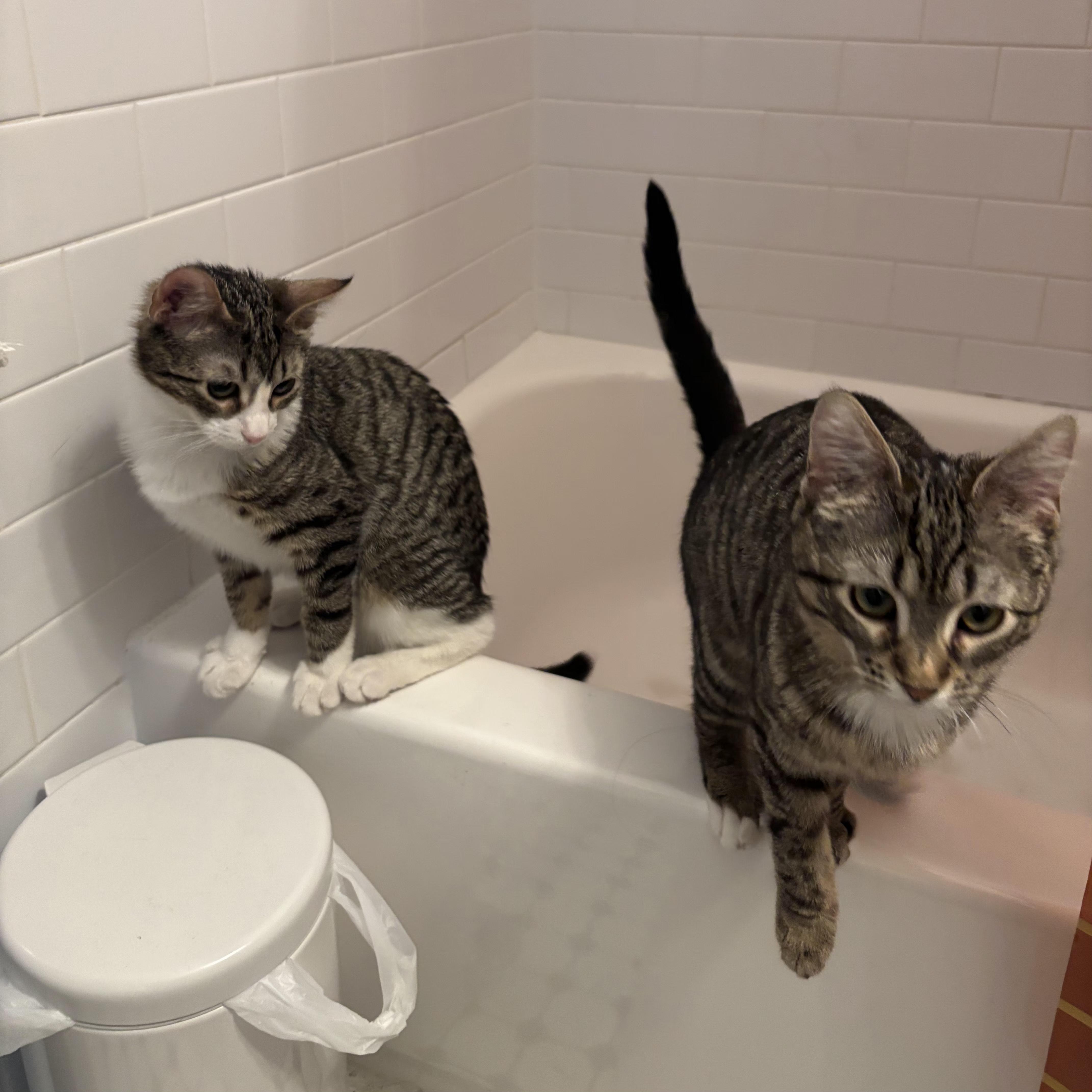 Roseanna and Patricia Arcat , ADOPTABLE, Young Female Domestic Short Hair.