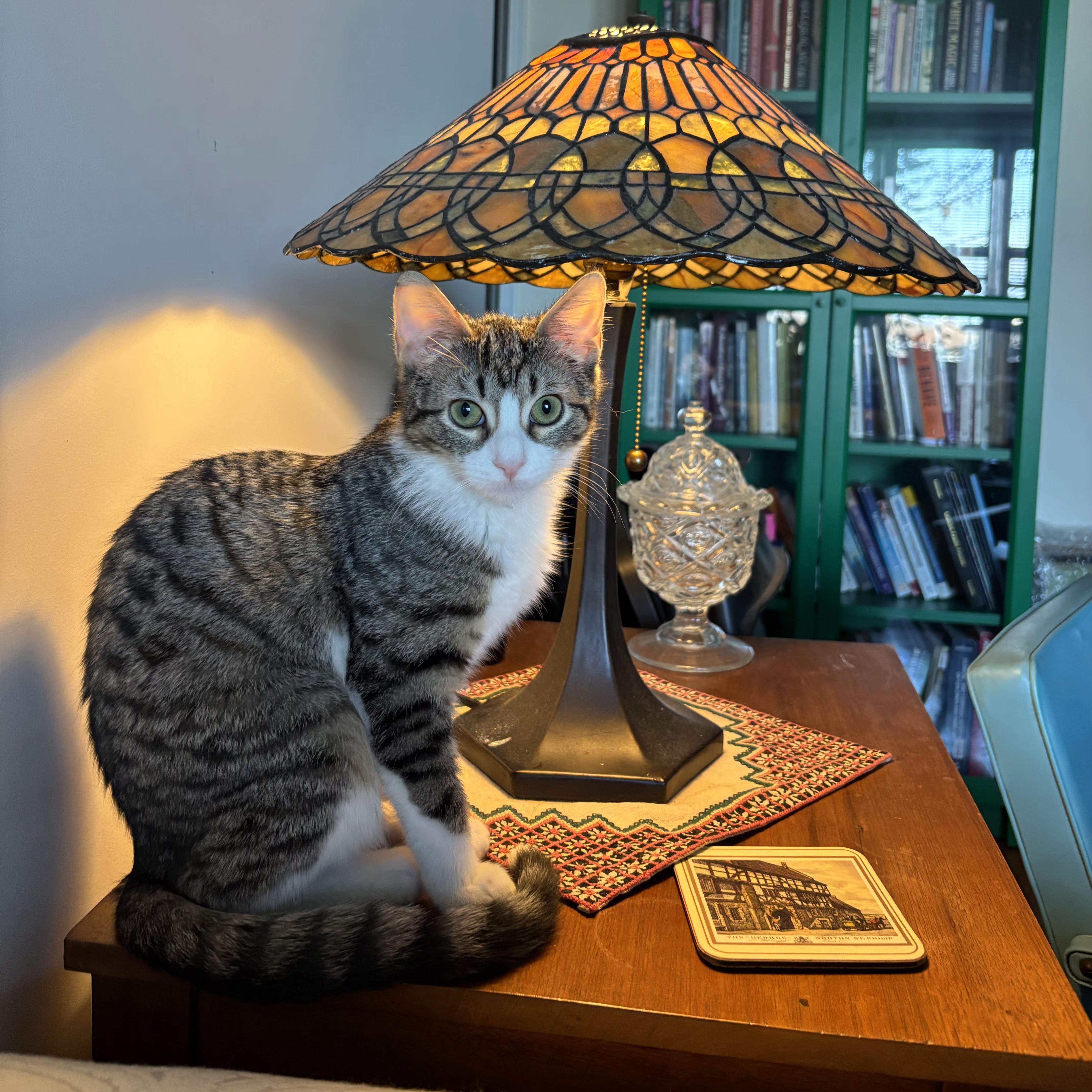 Enlarge Roseanna and Patricia Arcat , a ADOPTABLE Domestic Short Hair in Brooklyn, NY image 3/5