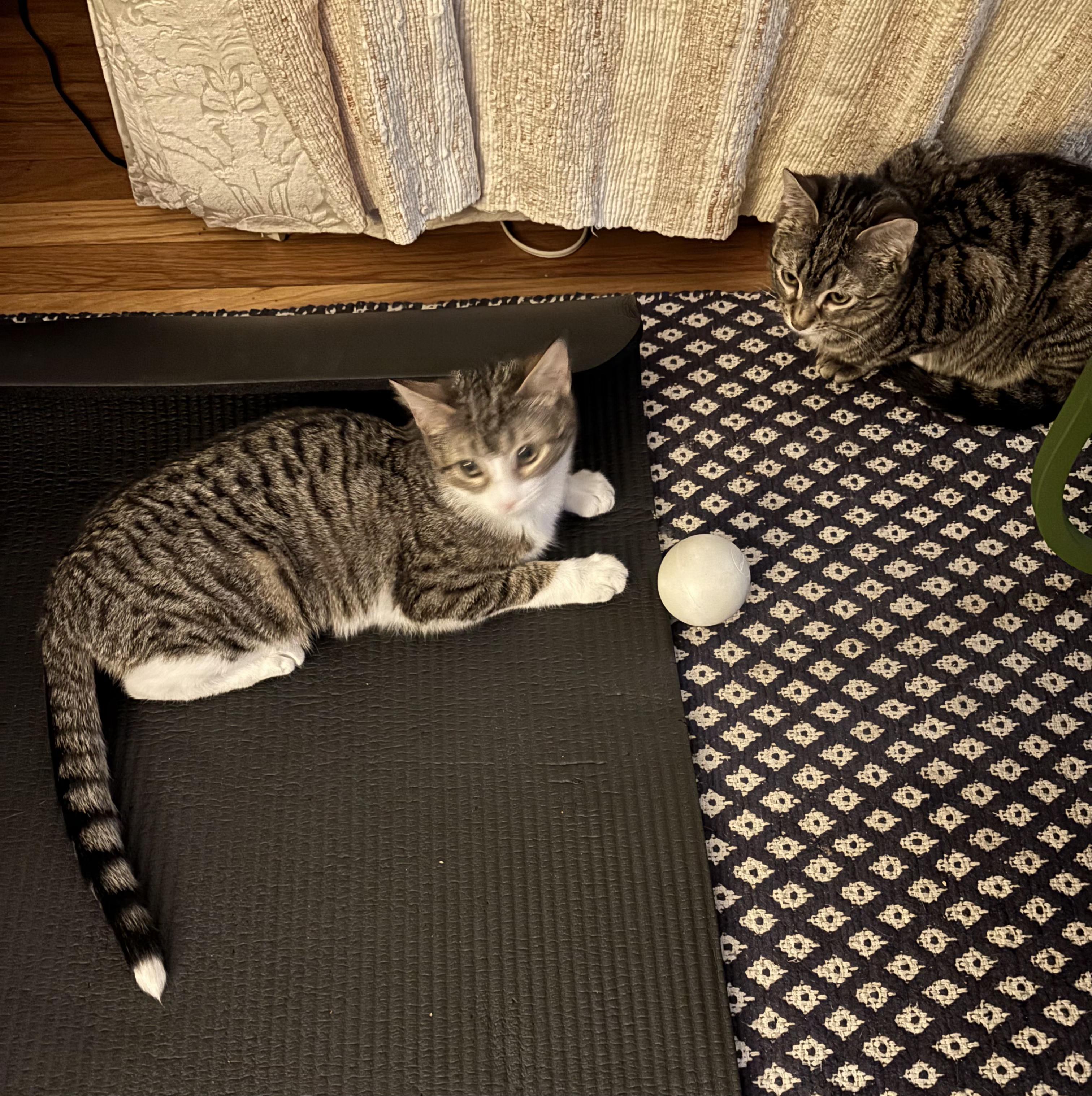 Enlarge Roseanna and Patricia Arcat , a ADOPTABLE Domestic Short Hair in Brooklyn, NY image 4/5