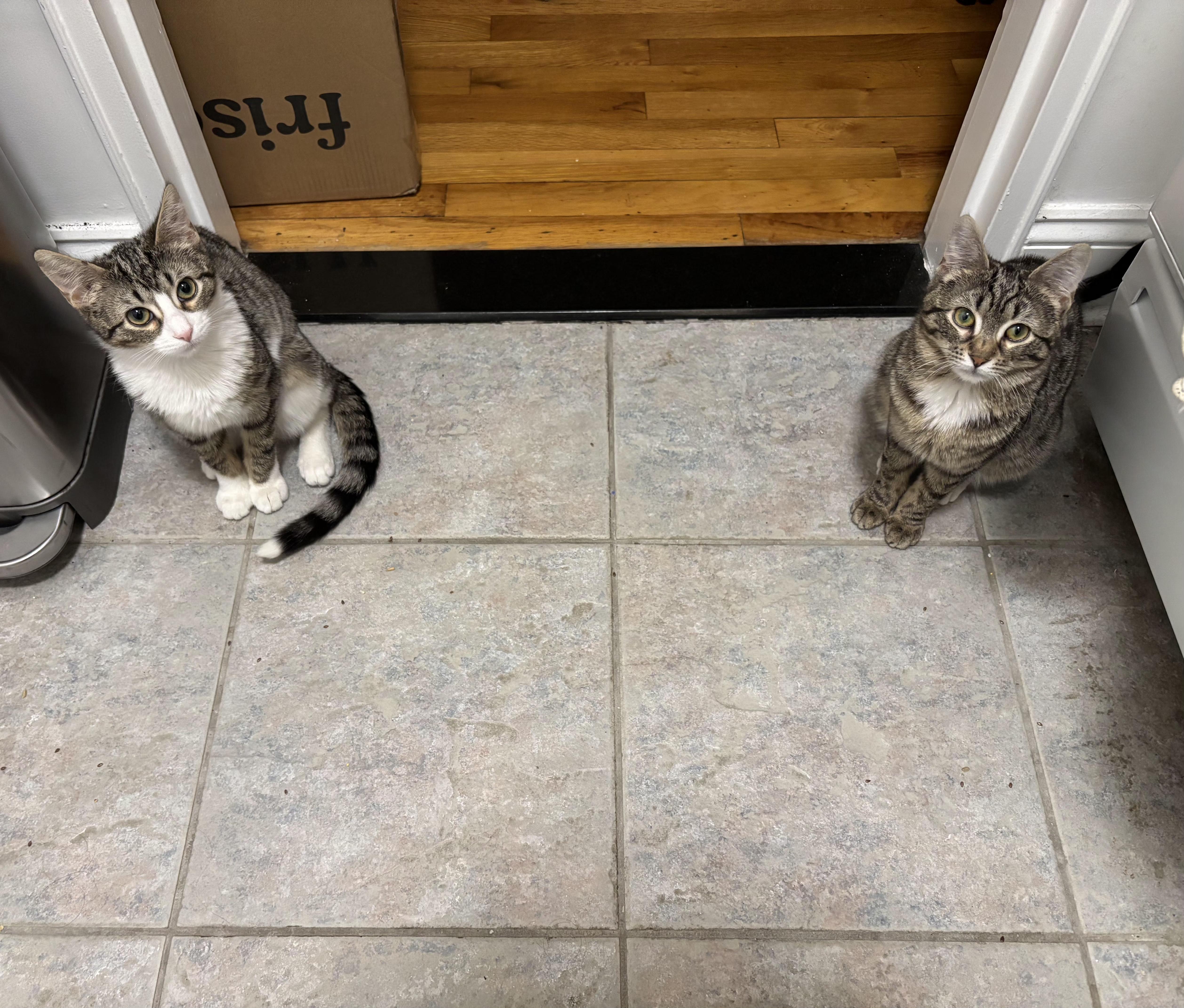 Enlarge Roseanna and Patricia Arcat , a ADOPTABLE Domestic Short Hair in Brooklyn, NY image 2/5
