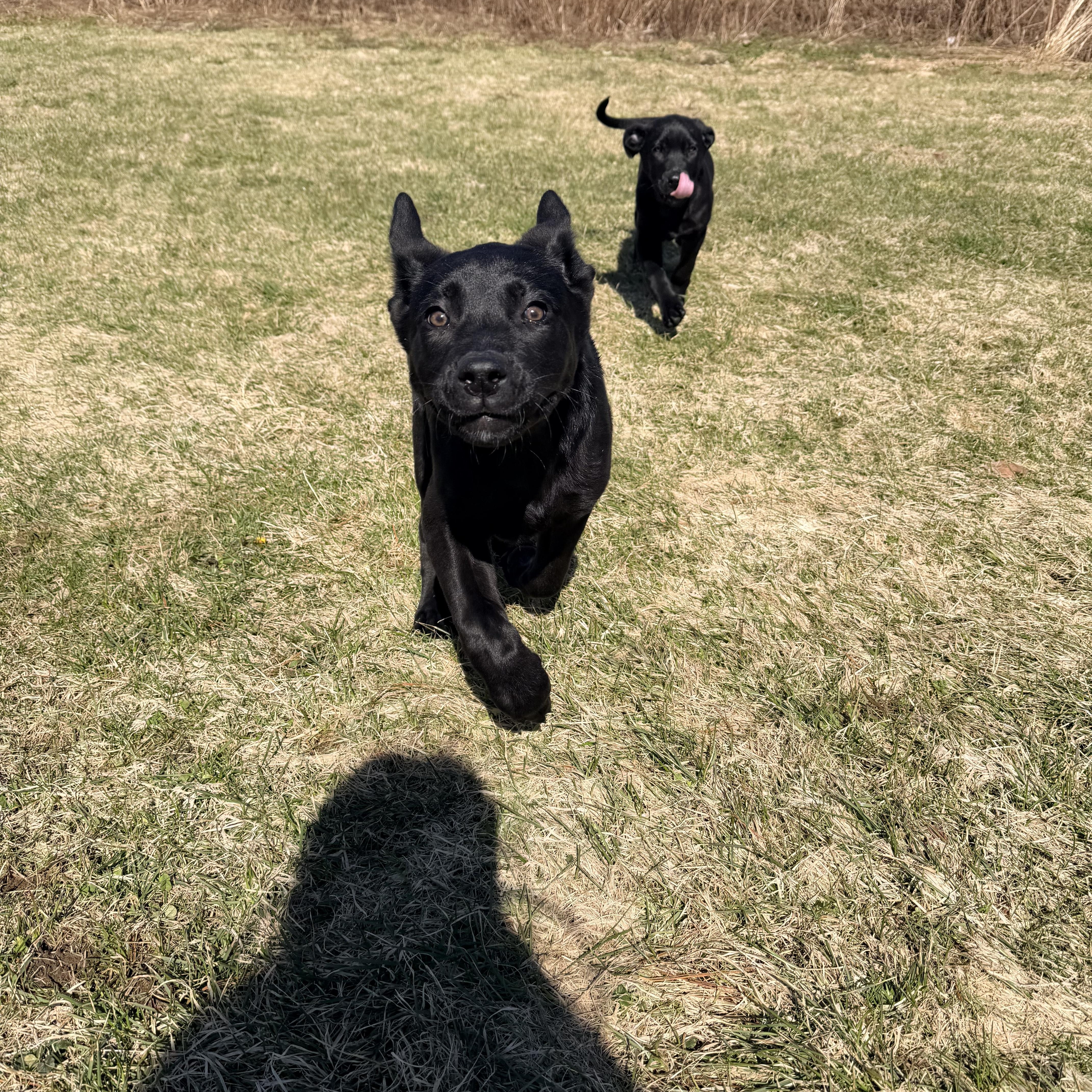 Enlarge Max, a Adoptable mixed breed in oriskany, NY image 6/6