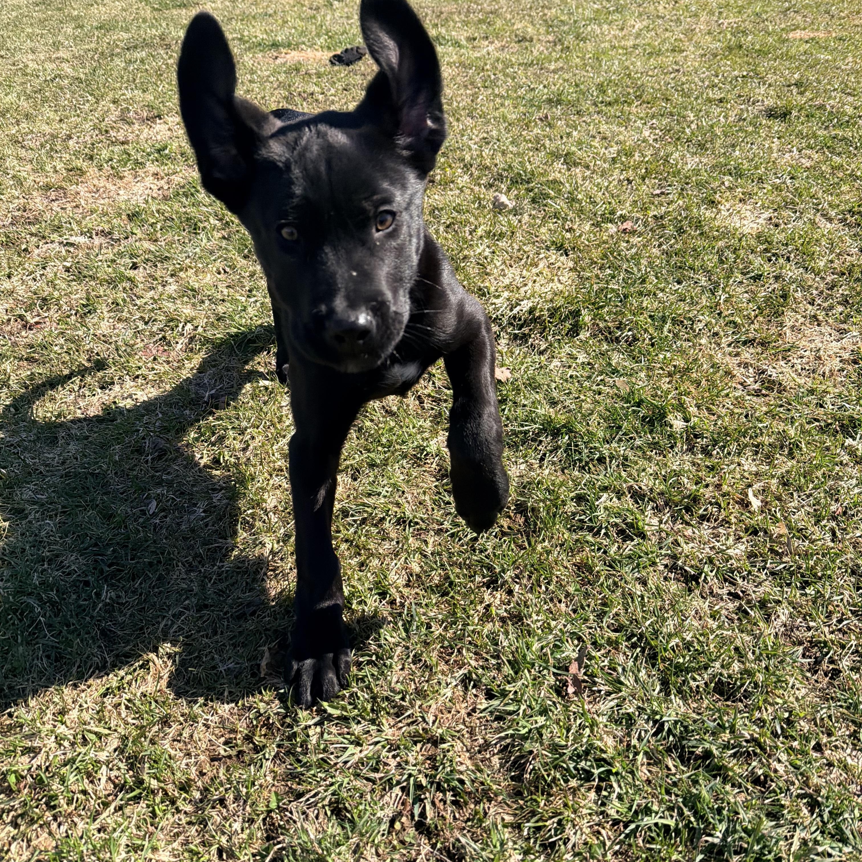 Enlarge Max, a Adoptable mixed breed in oriskany, NY image 5/6