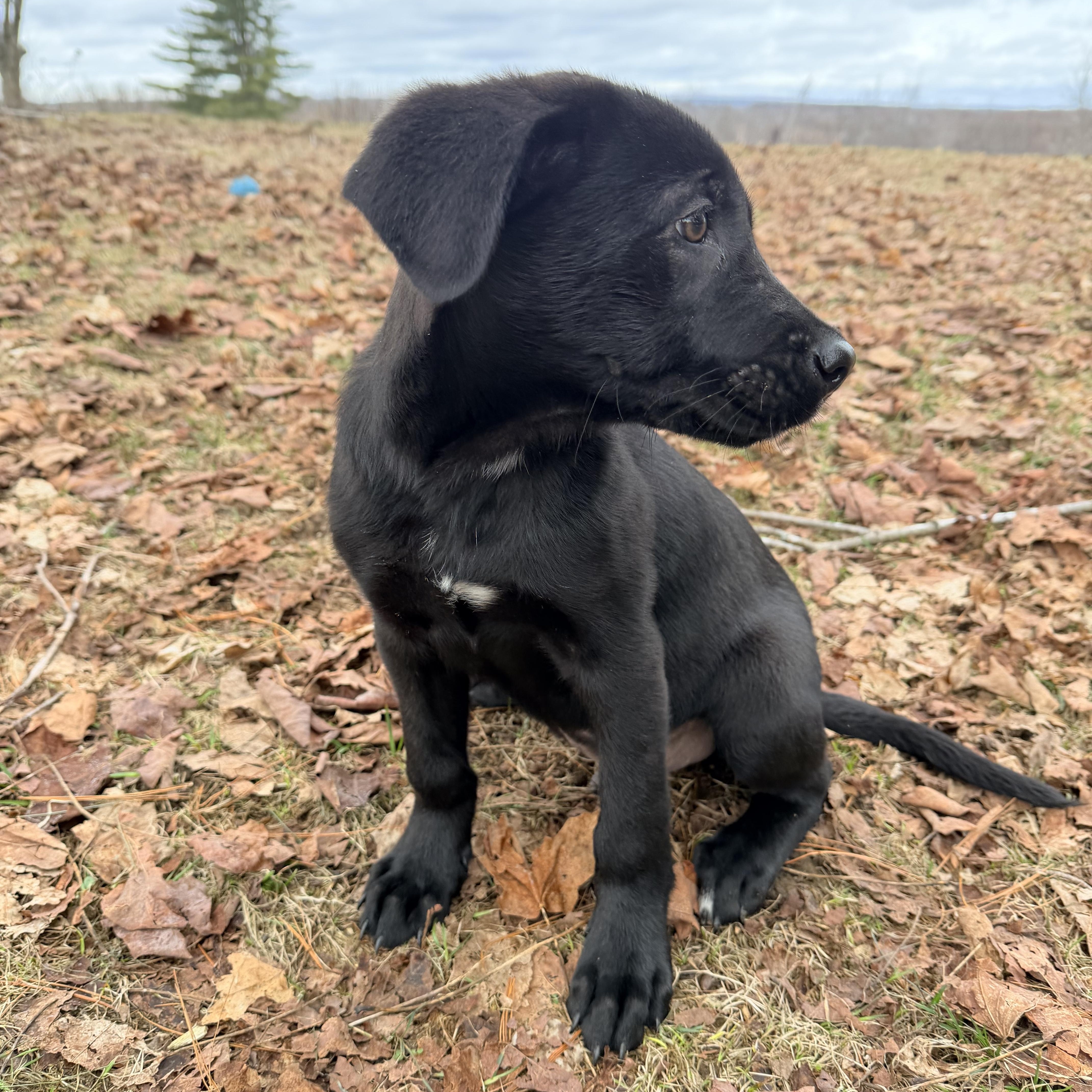 Enlarge Max, a Adoptable mixed breed in oriskany, NY image 3/6