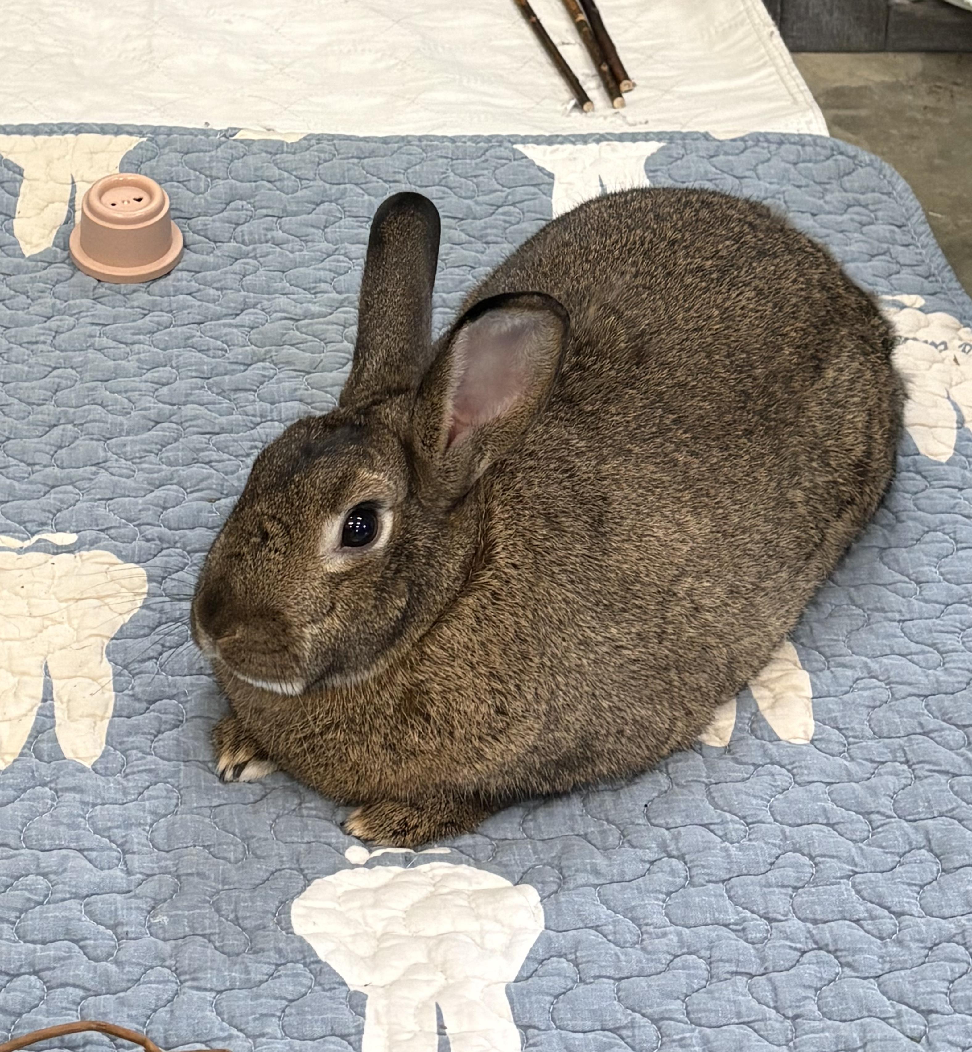 Jackalope, Adopted, Adult Male American.