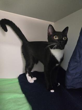 Maddy, Adoptable, Adult Female Domestic Medium Hair & Domestic Short Hair.