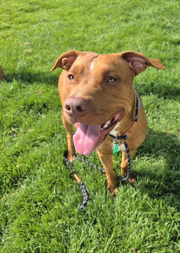 Enlarge Kuzco 46705, a Adoptable mixed breed in Pocatello, ID image 2/2