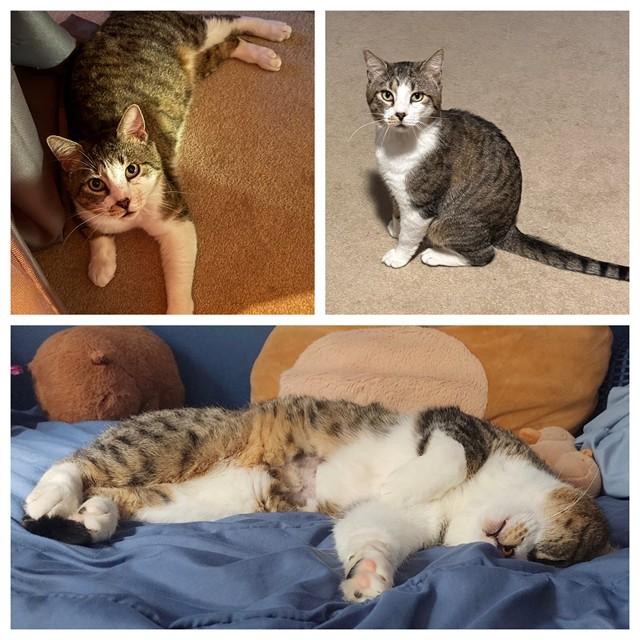 Enlarge MAYOR, a Adoptable Domestic Short Hair in Westminster, MD image 1/1