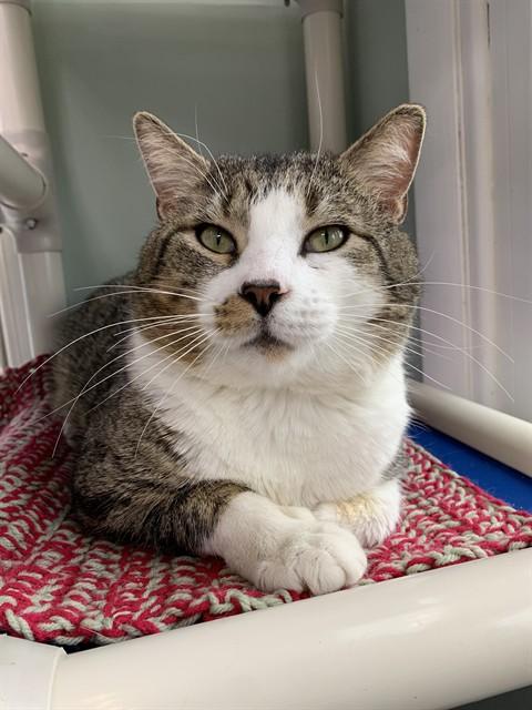 Enlarge MAYOR, a Adoptable Domestic Short Hair in Westminster, MD image 1/1