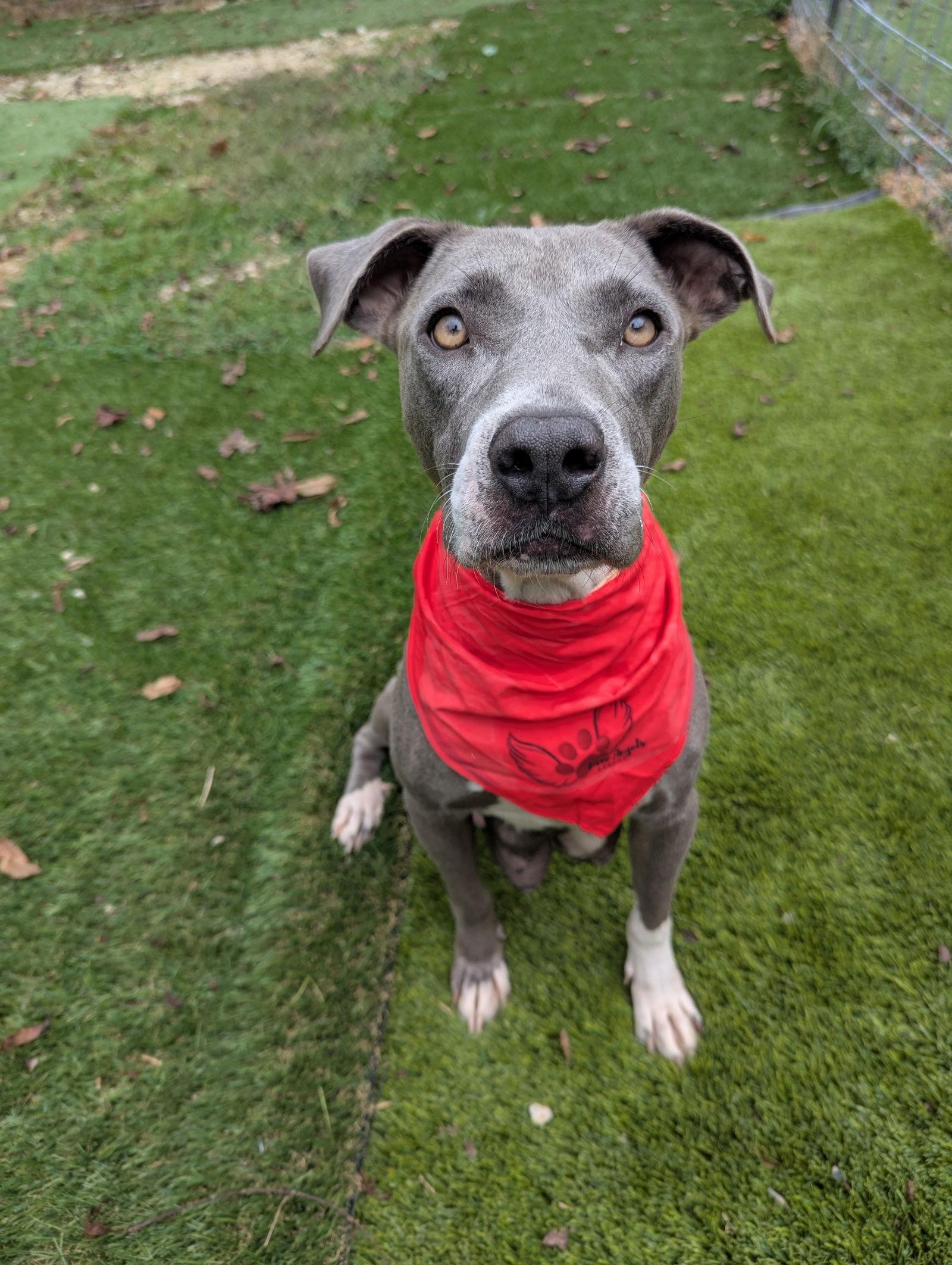 Enlarge Joan Jett (JJ), a Adoptable mixed breed in Calhoun, GA image 1/2